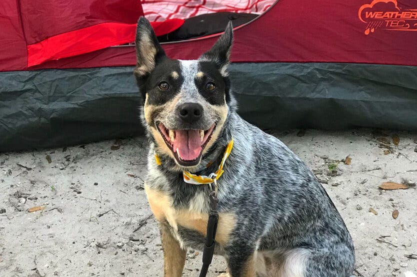 Blue heeler collar clearance