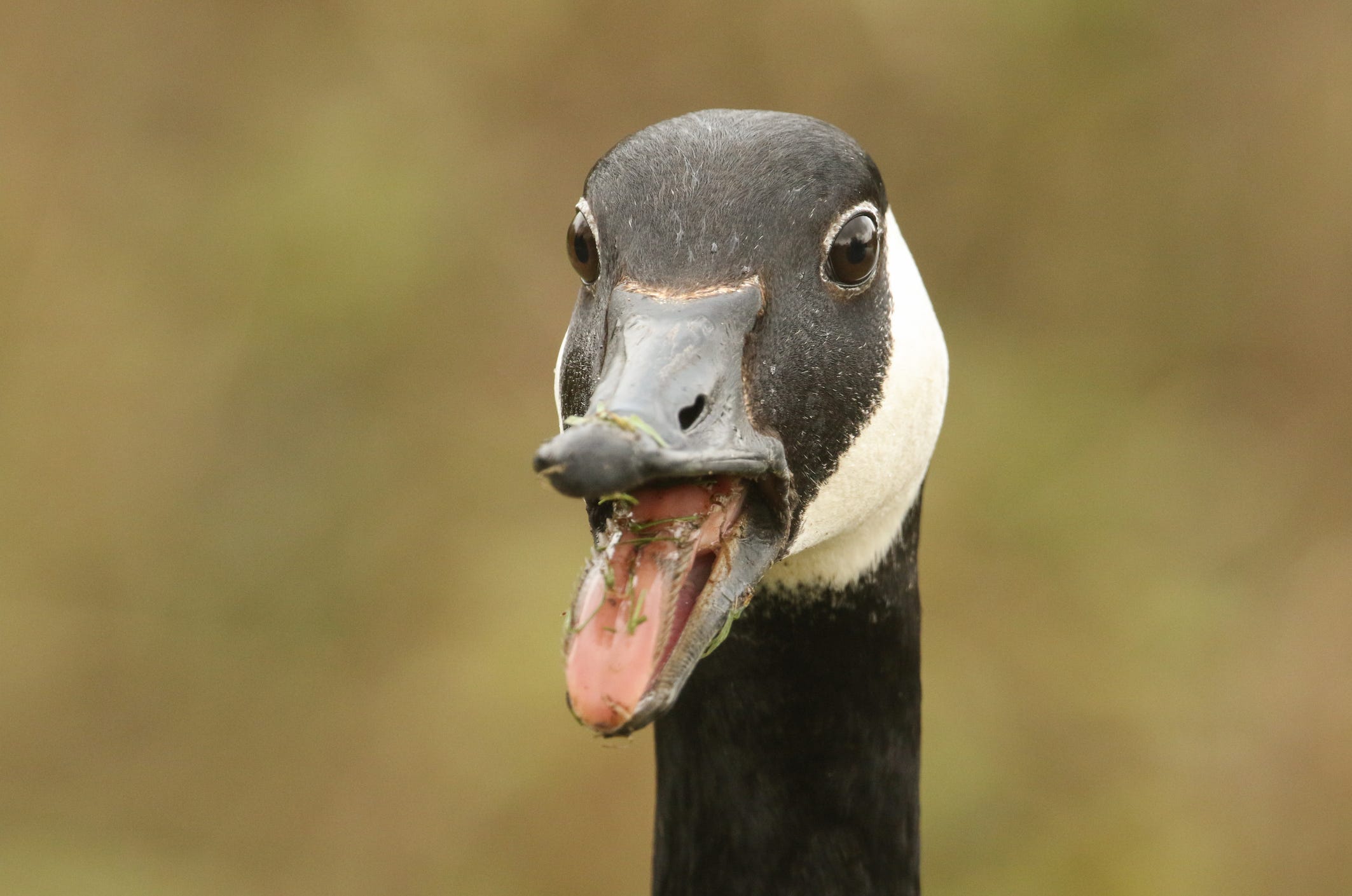 Canada goose shop mexico 2018