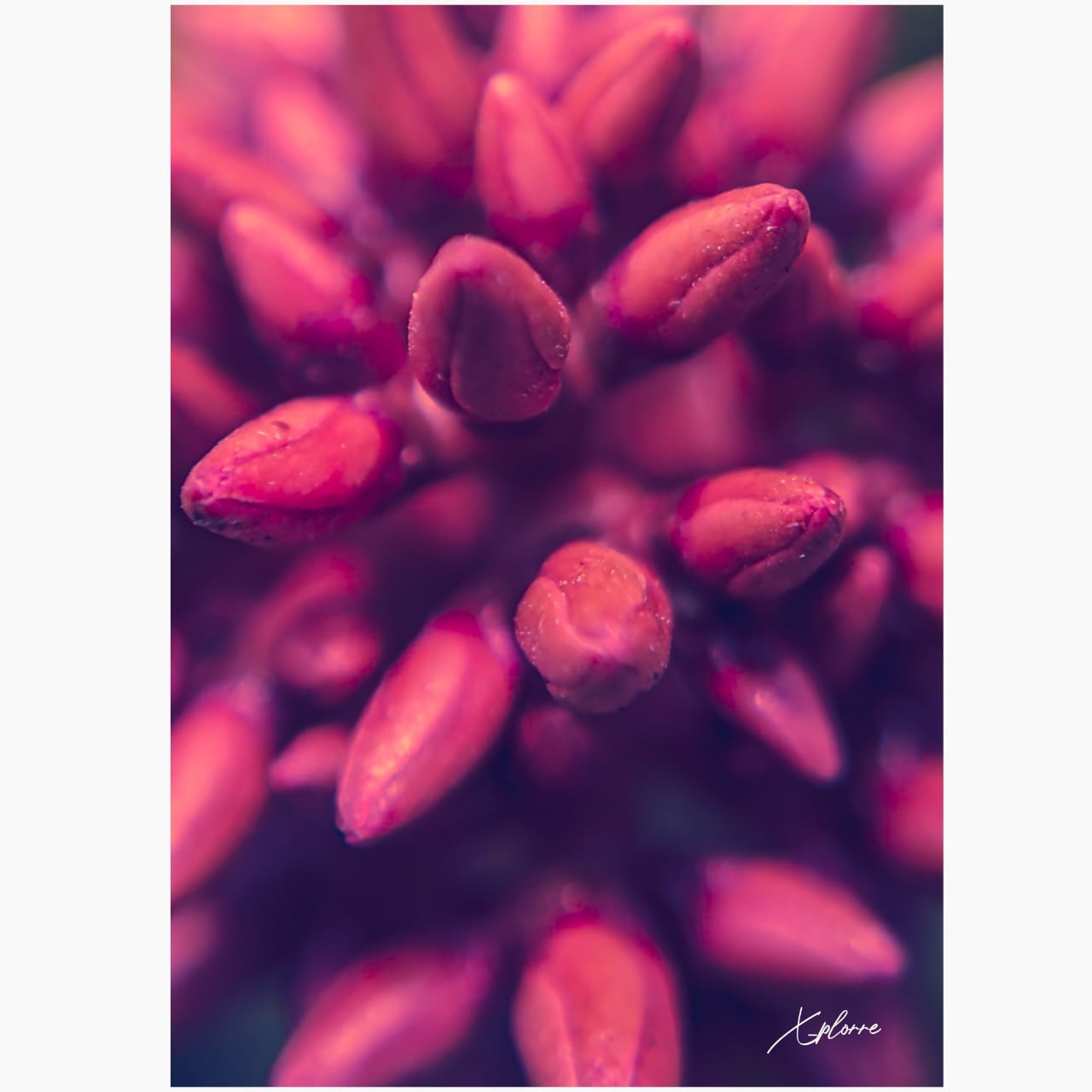 Macro Photography by Shutter Junkies SJ’s Newsletter