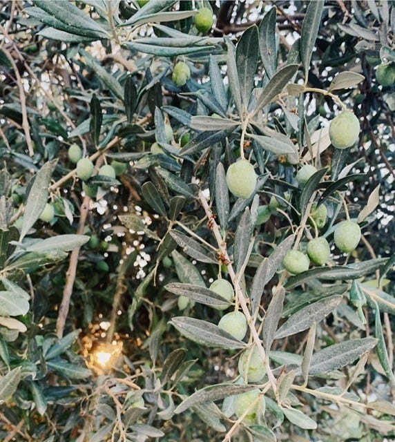 Can olive trees grow in Reading? by Antonia Taylor