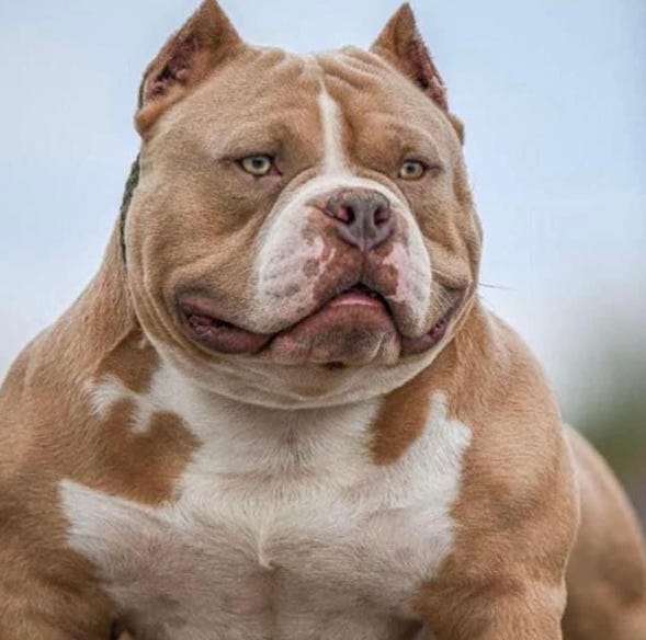American shop bully x