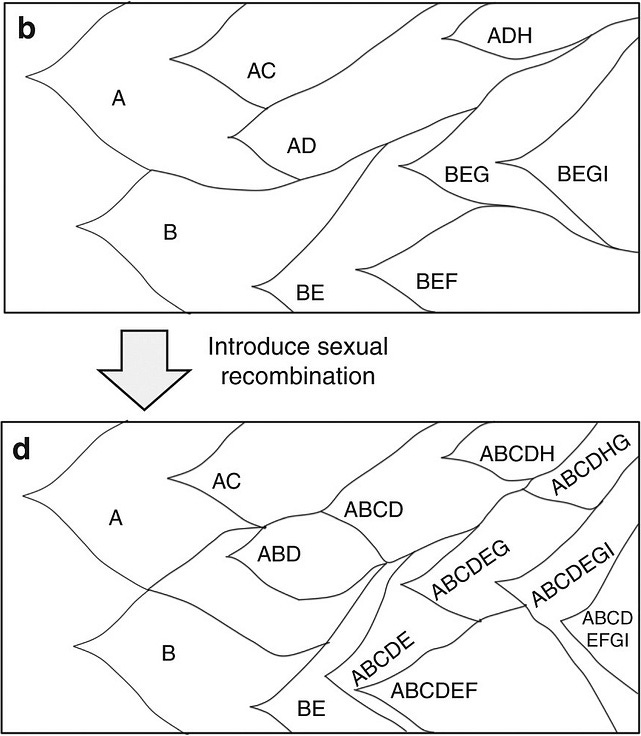 The Talk A Brief Explainer Of Sexual Dimorphism The Talk A Brief Explainer Of Sexual Dimorphism