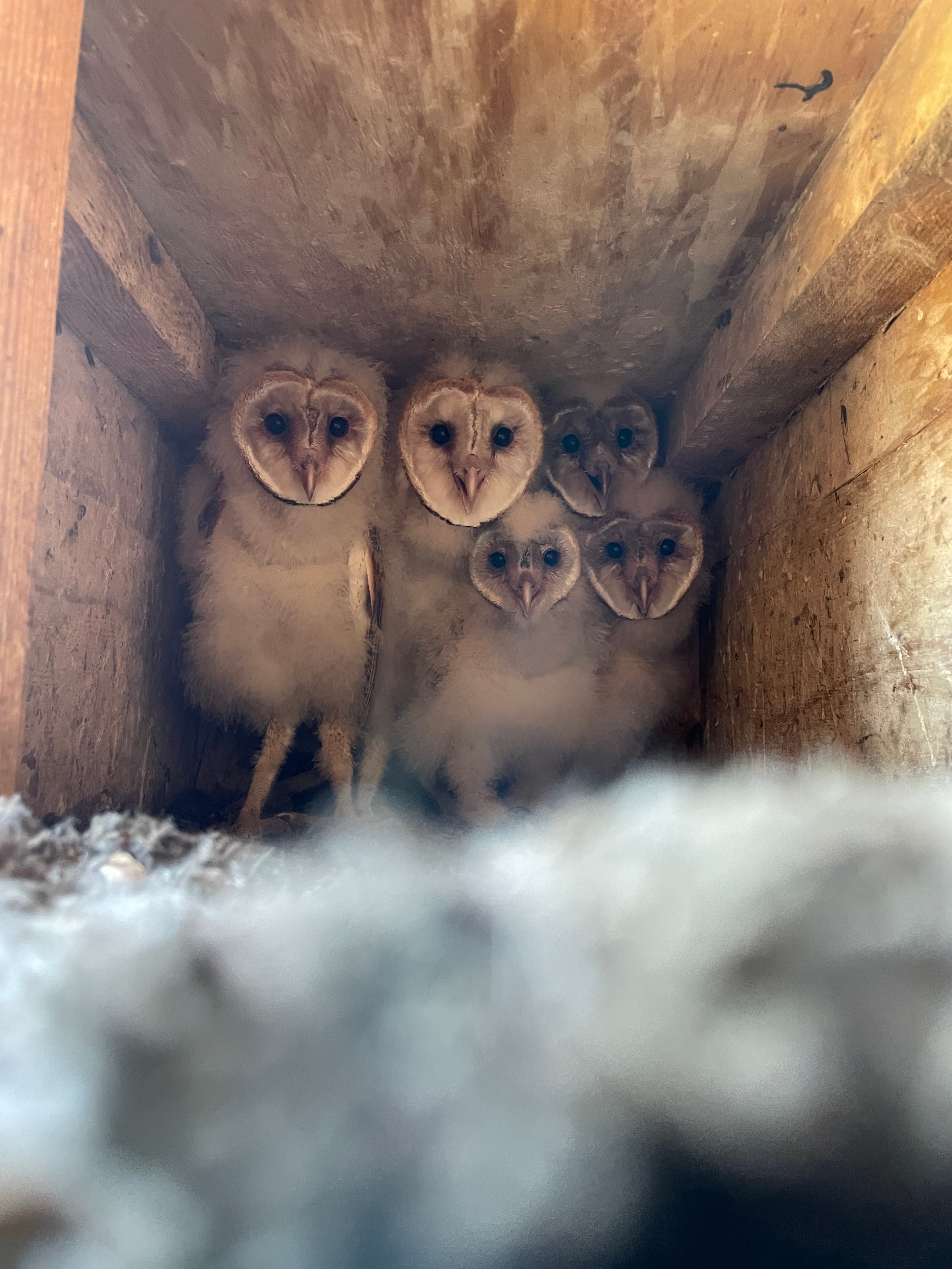 Owl nest deals