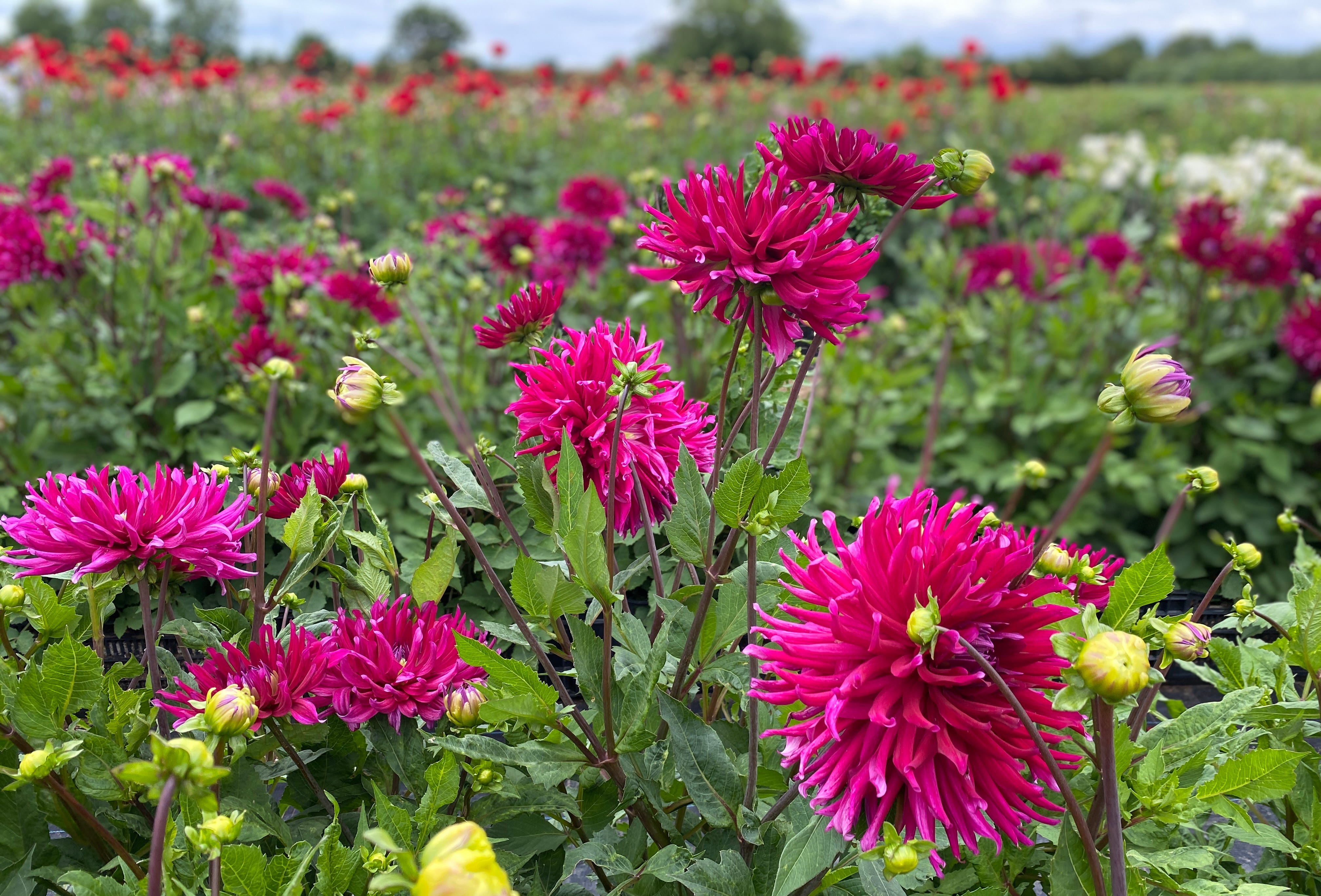 embroidered cloths by Jane Brocket yarnstorm