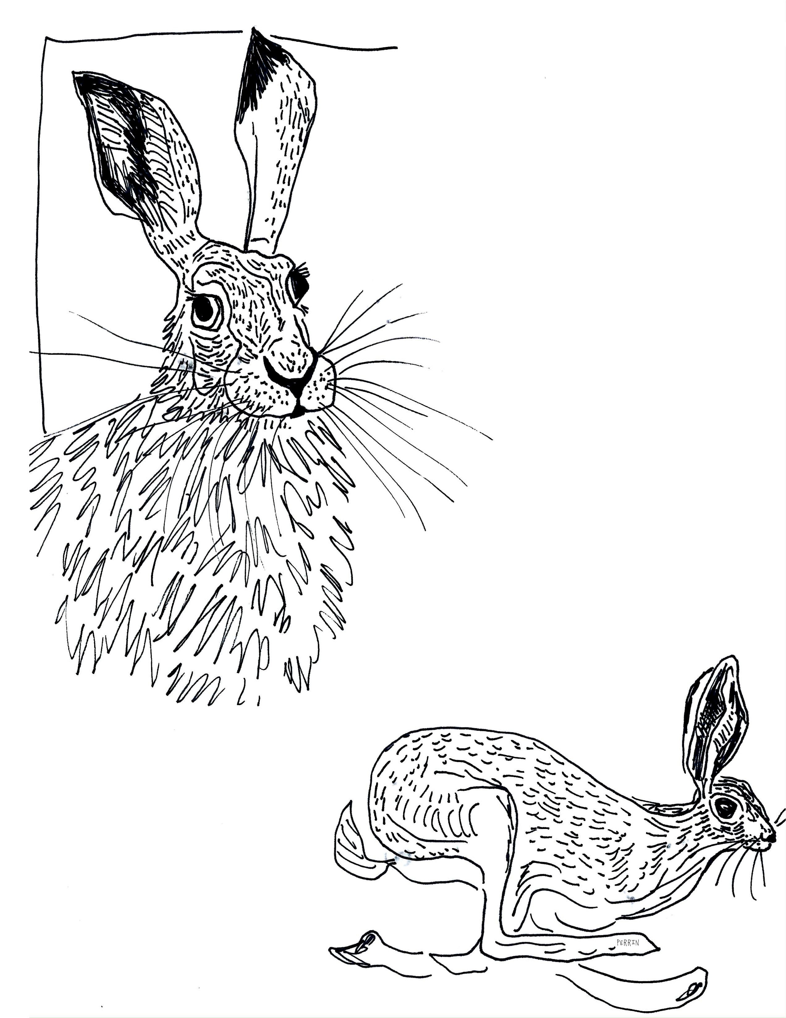 August Coloring Book Pages - by Perrin Ireland