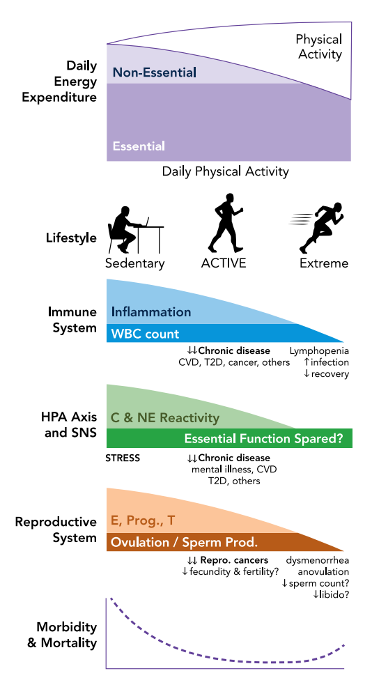 REVIEW Burn, by Herman Pontzer by Jane Psmith