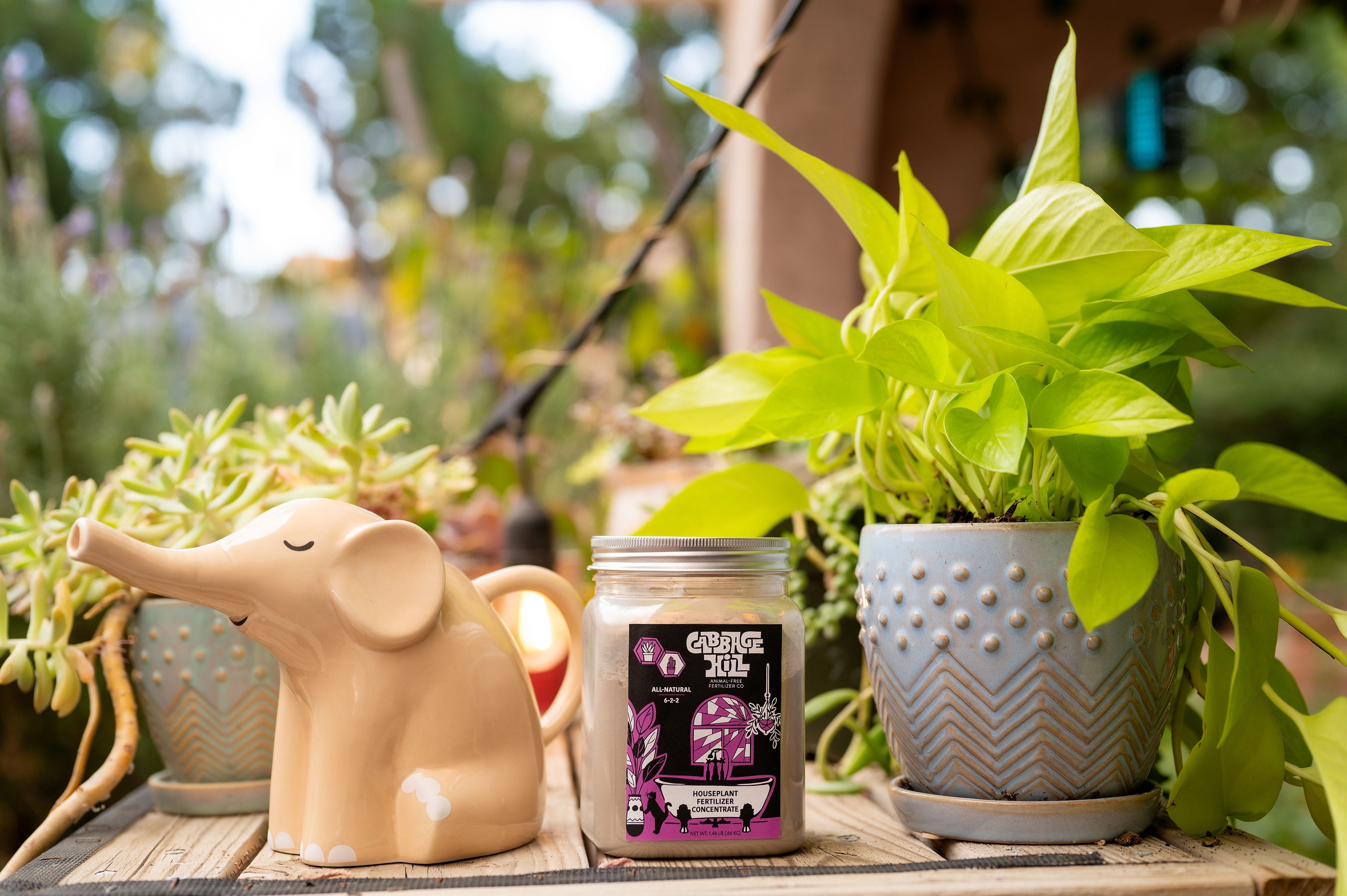 Cabbage Hill® Company Update