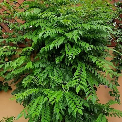Green curry leaves sales
