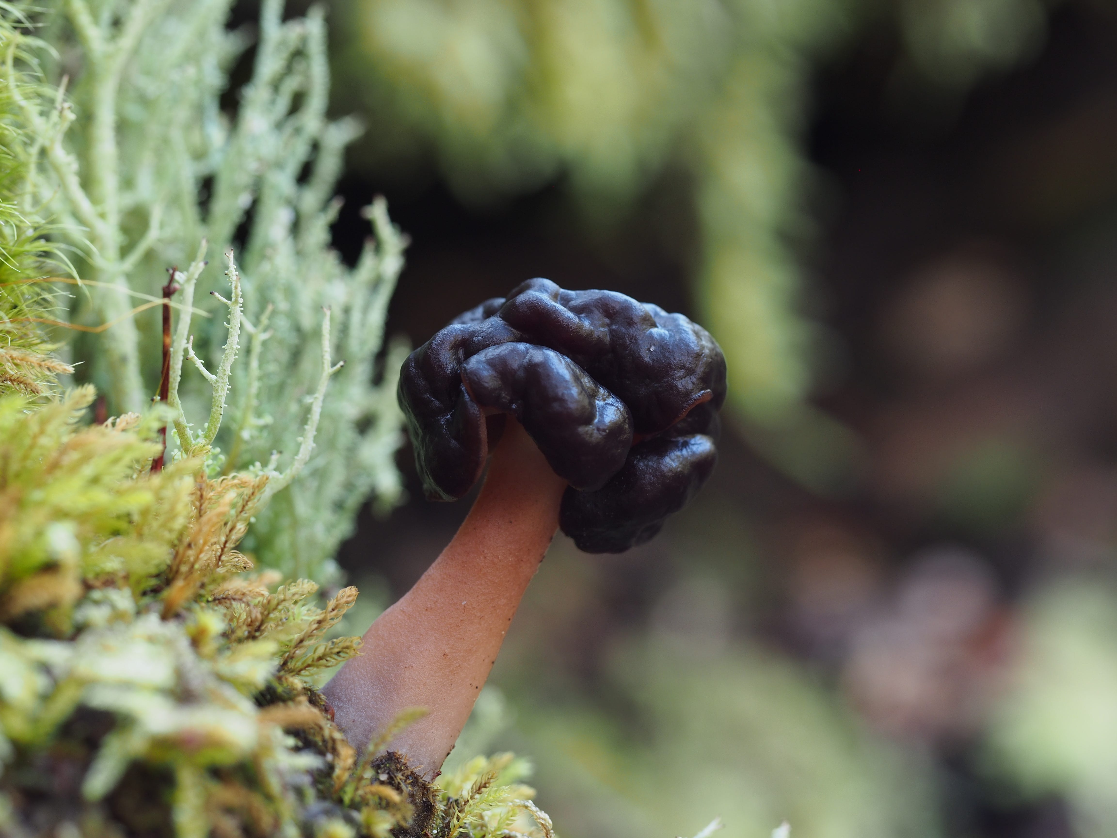A Morel Quest Mushrooms on the Mt. Crichton Loop Track