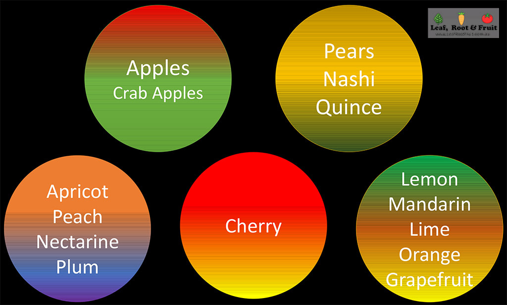 Buying Fruit Trees The Importance of Choosing the Right Rootstock