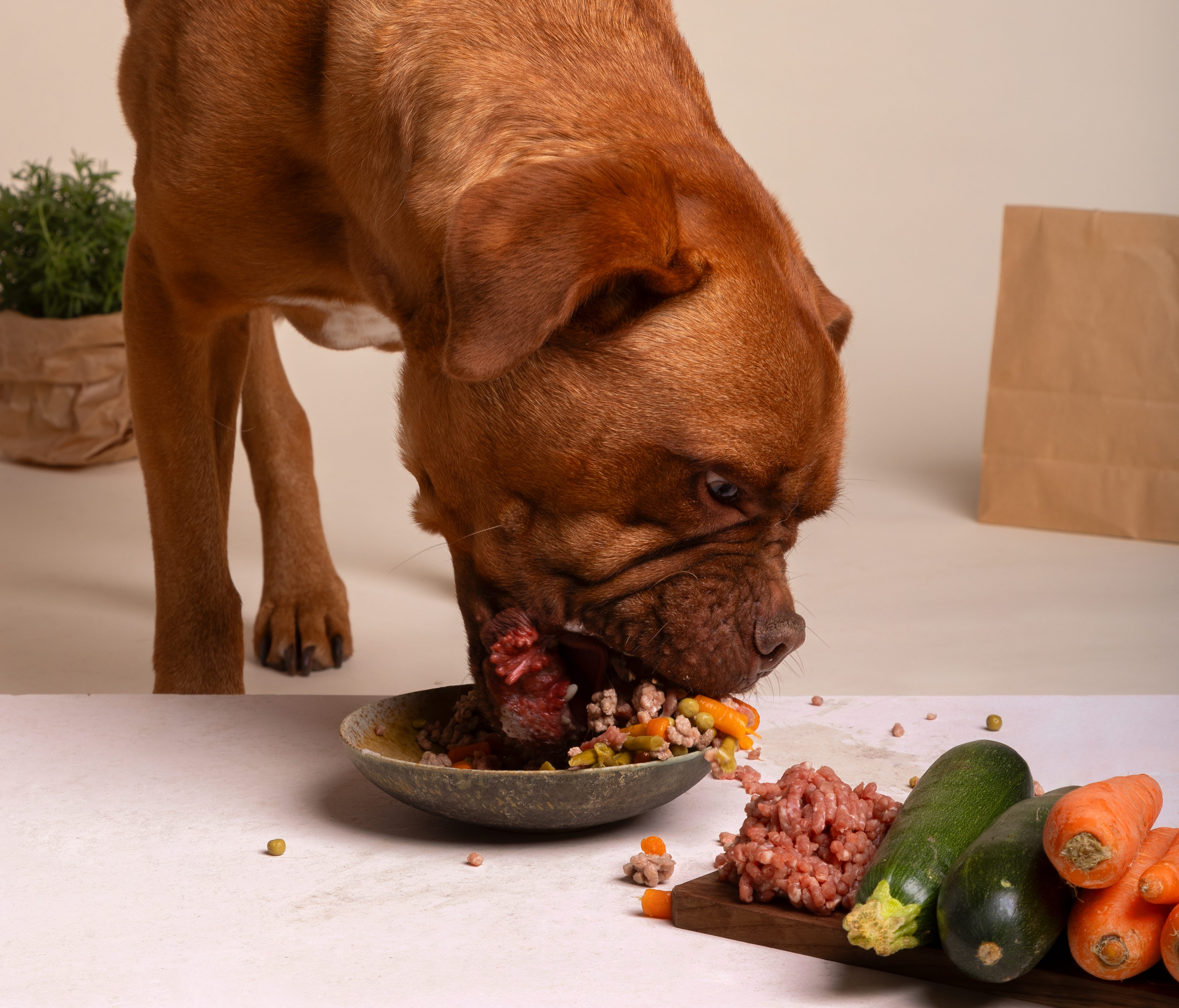 Dog eating grass 2025 not eating food