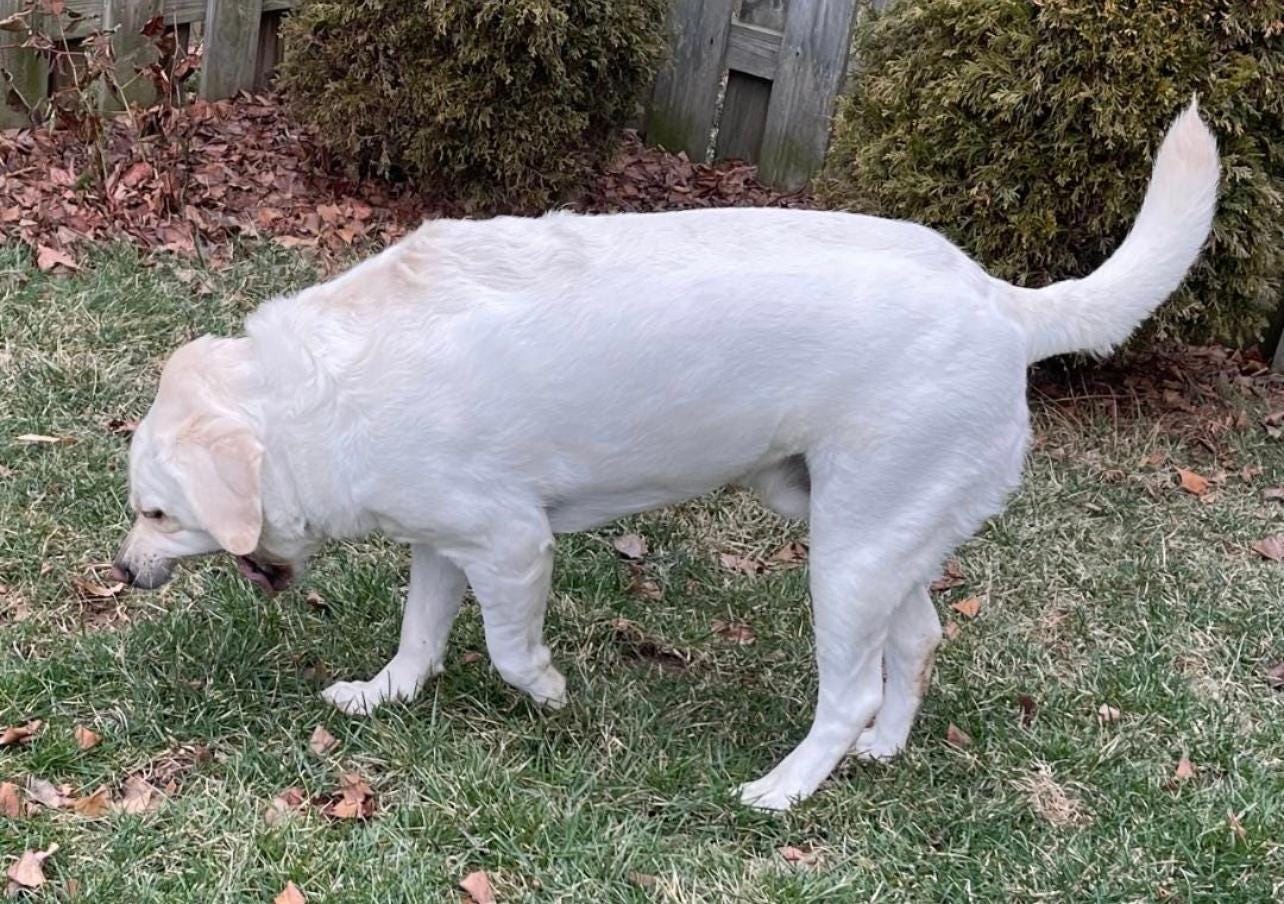 BLOAT & GASTRIC TORSION IN THE DOG