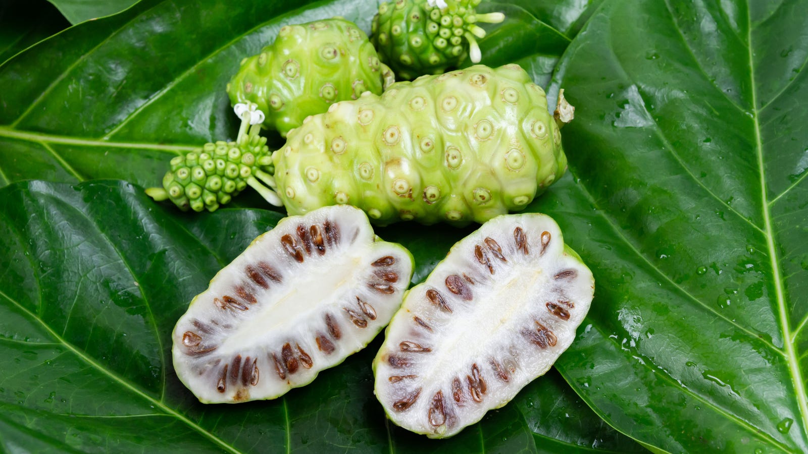 Noni leaves healing hotsell