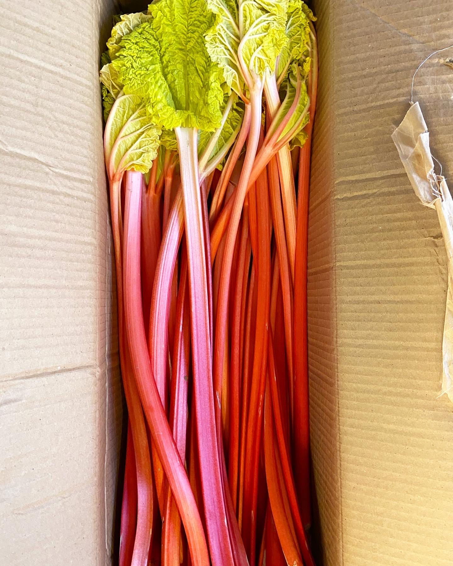 Kitchen Project 97 All about rhubarb