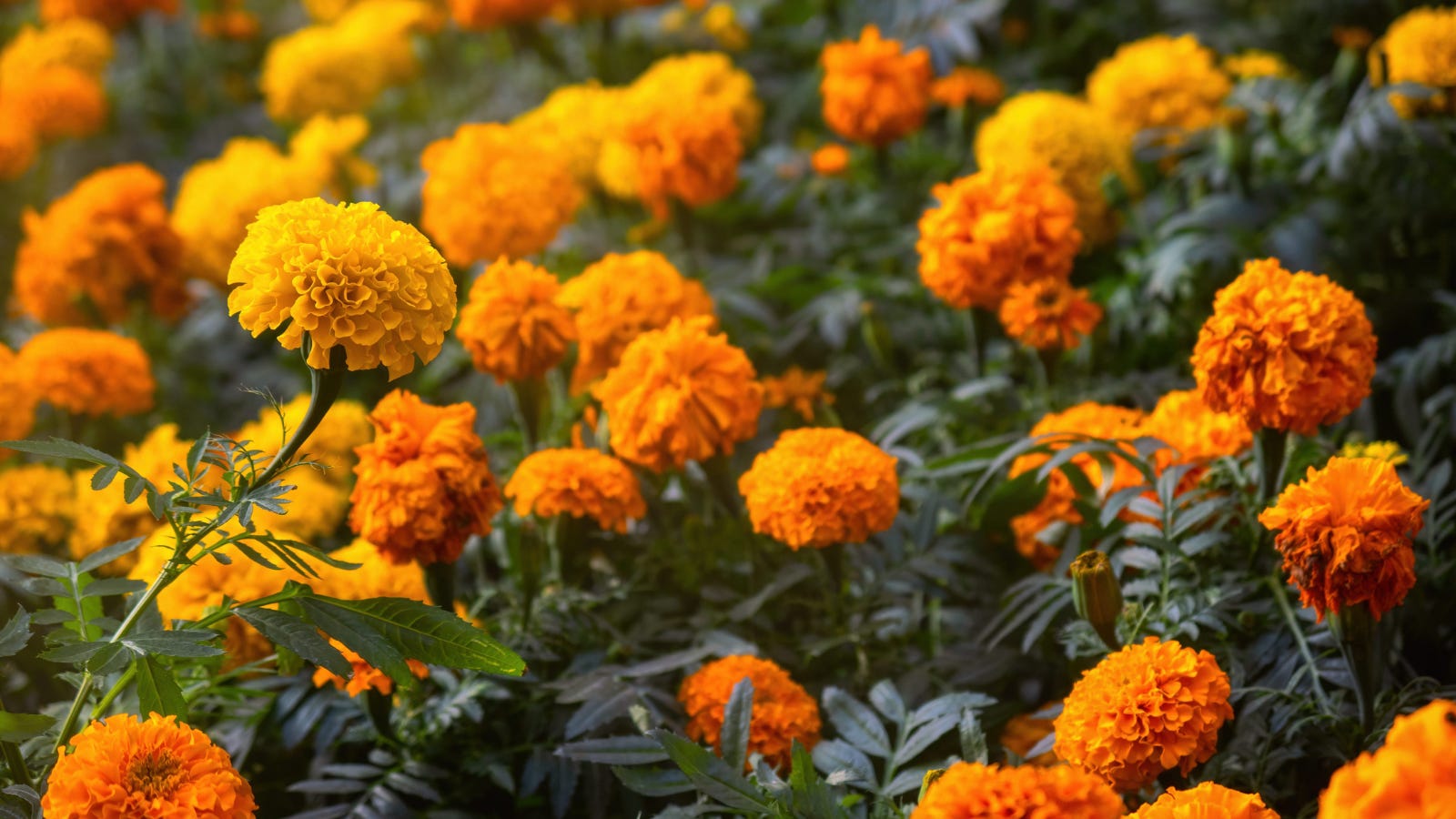 The Marigold of Day of the Dead by Cassandra Quave