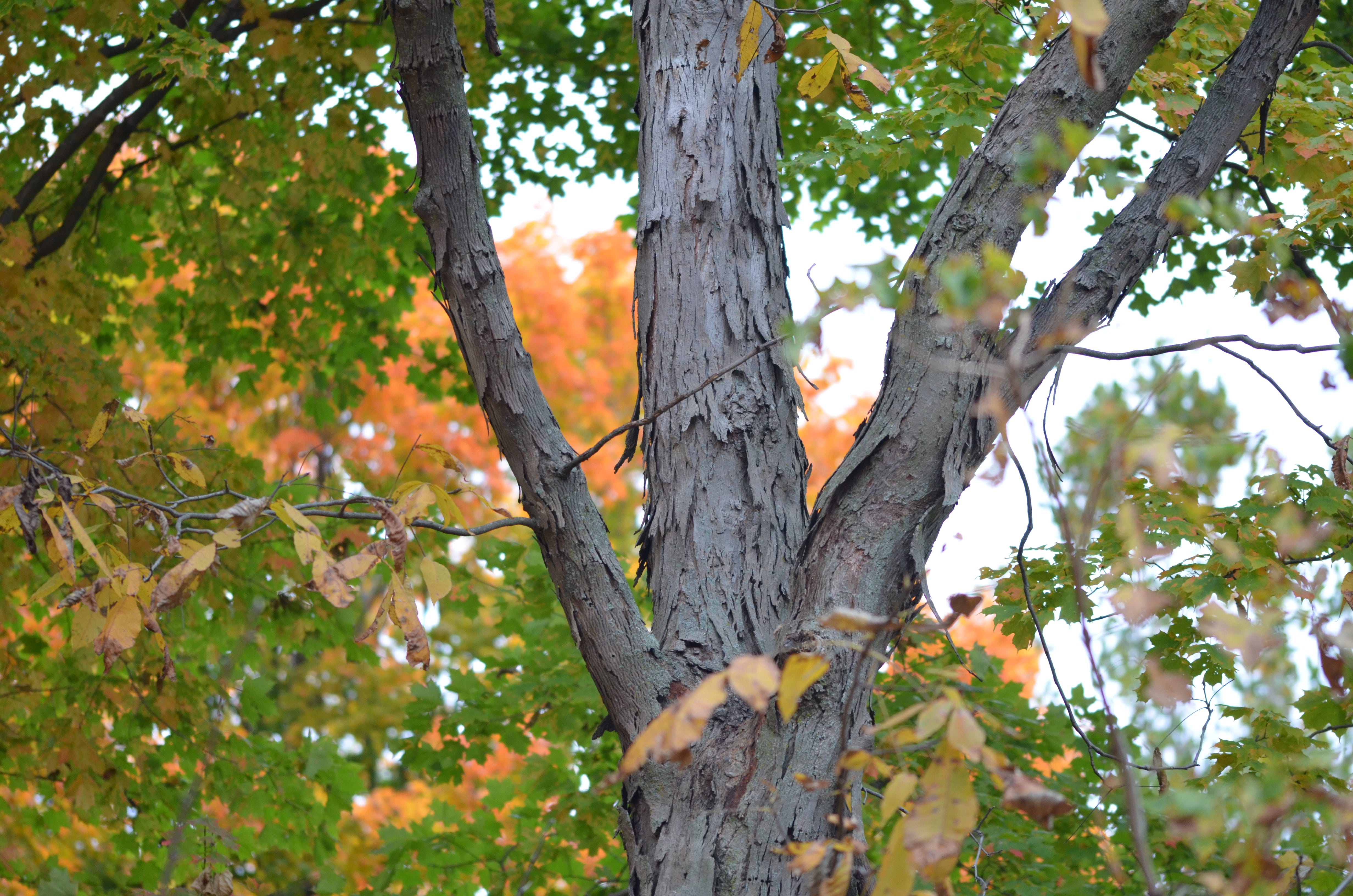 Shagbark and Shellbark Hickory (Carya ovata and Carya laciniosa ...