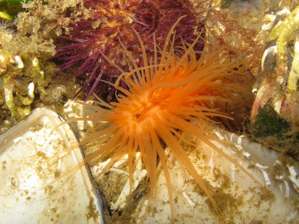 Flame Shells VFYW: Famous For Its Toilets - by Chris Bodenner