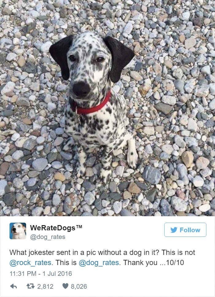 Why Do We Mourn Internet Pets by Jess Maddox