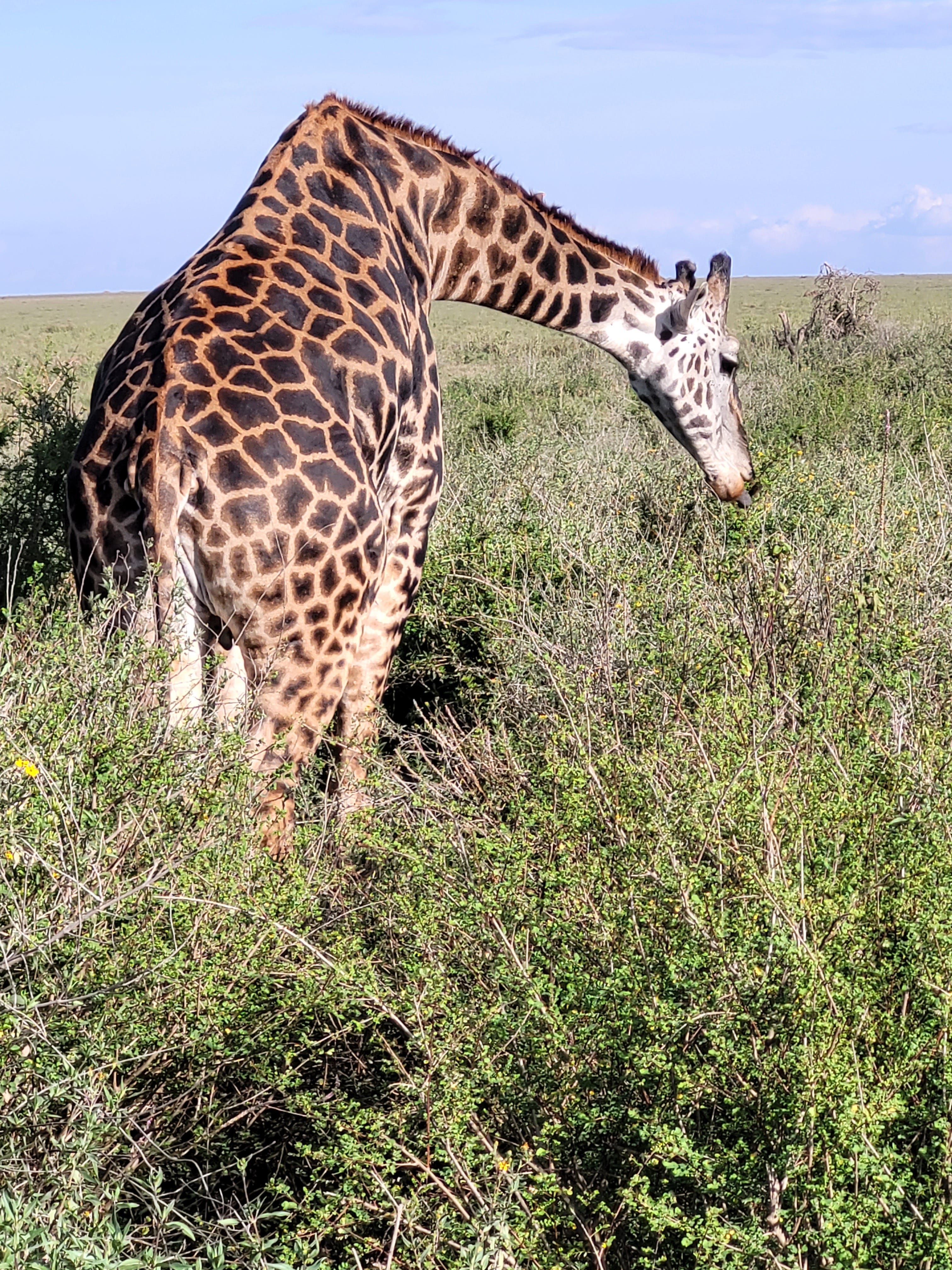 Serengeti 8456 top