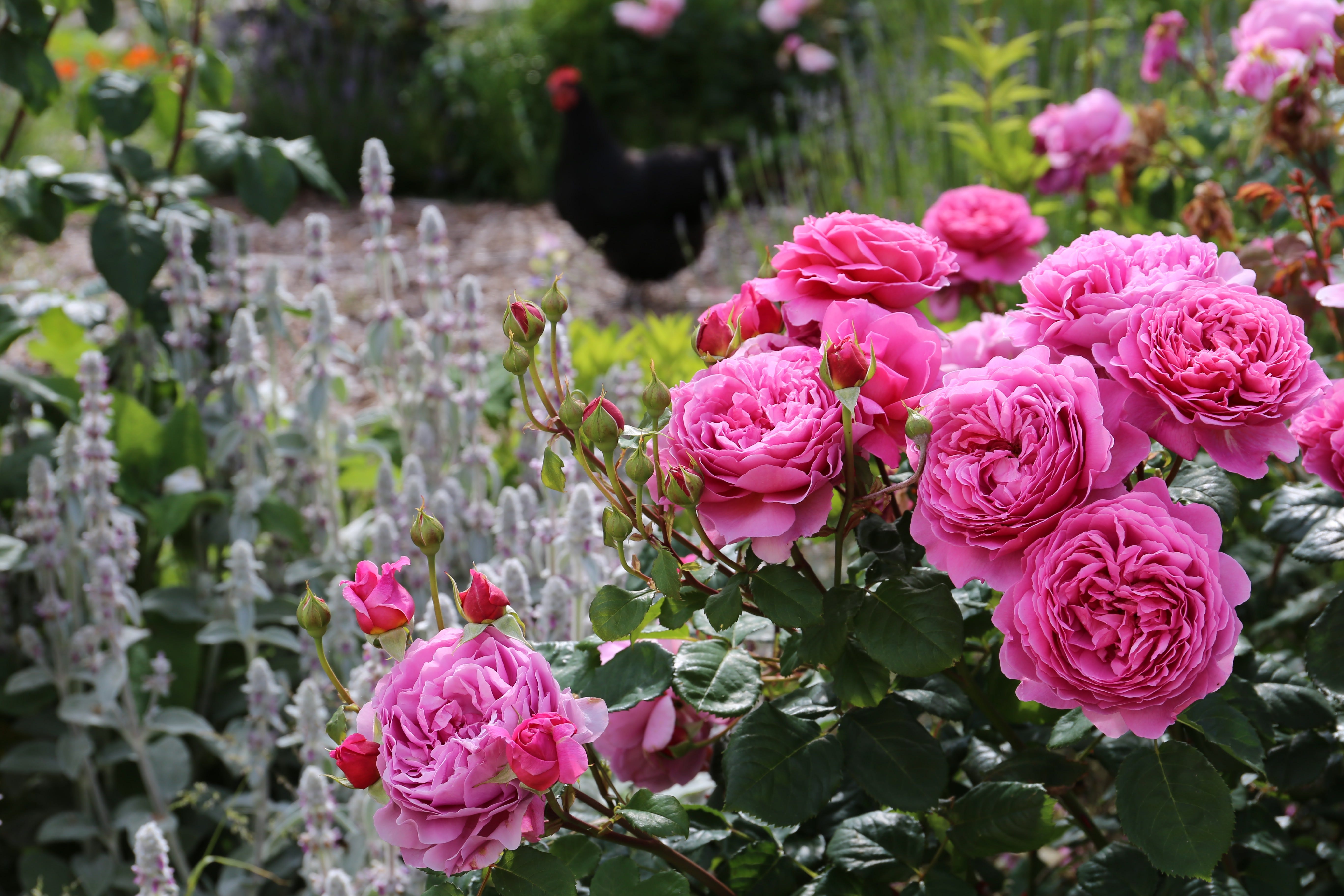 The Rose Guide The Garden at Moorfield