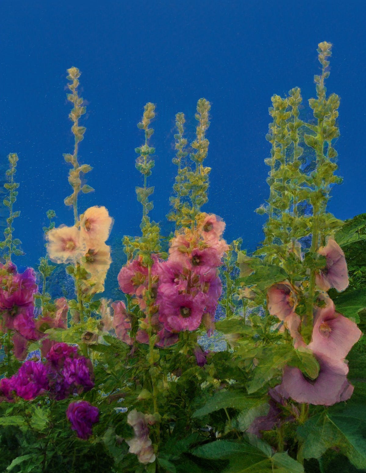 Who is dining on my hollyhocks? Napa Valley Features