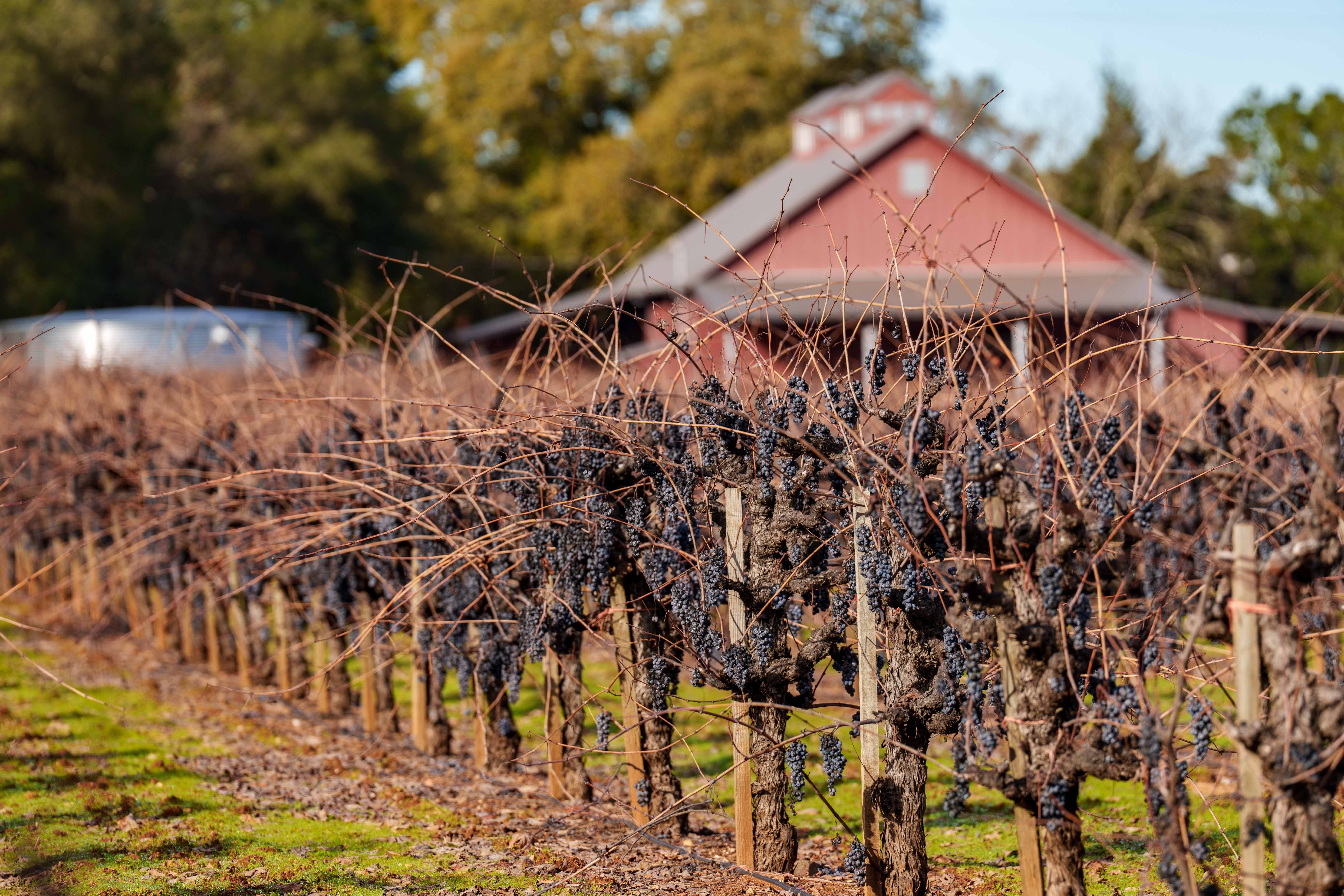 洋書 Beyond The Grapes: Napa Valley 洋書 Beyond The Grapes: Napa Valley 洋書 Beyond The Grapes