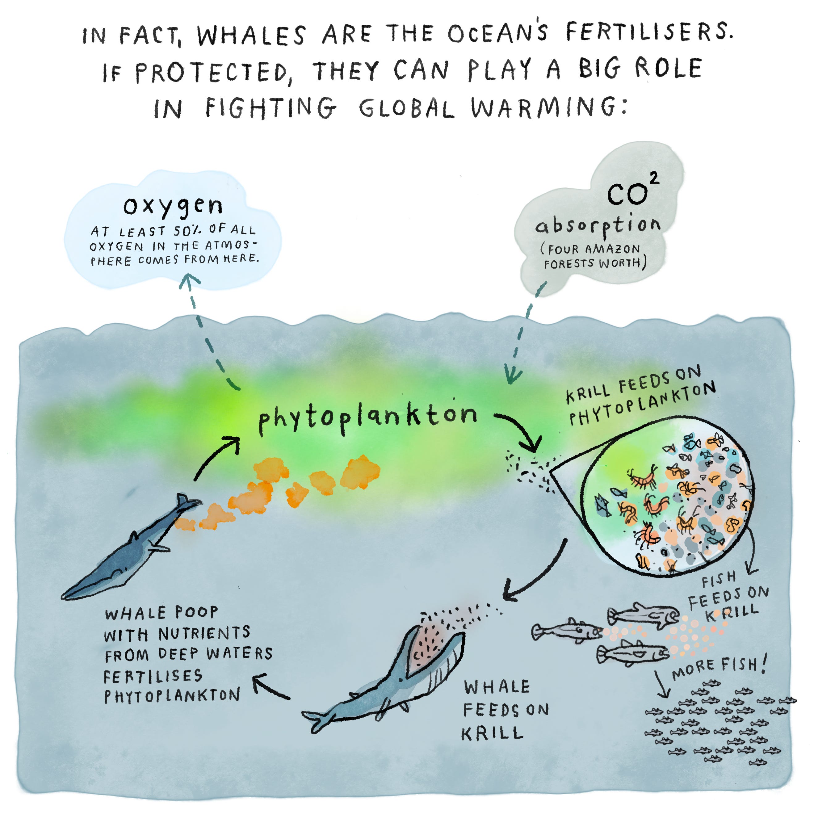 My Whale Report - The Rán Flygenring Show