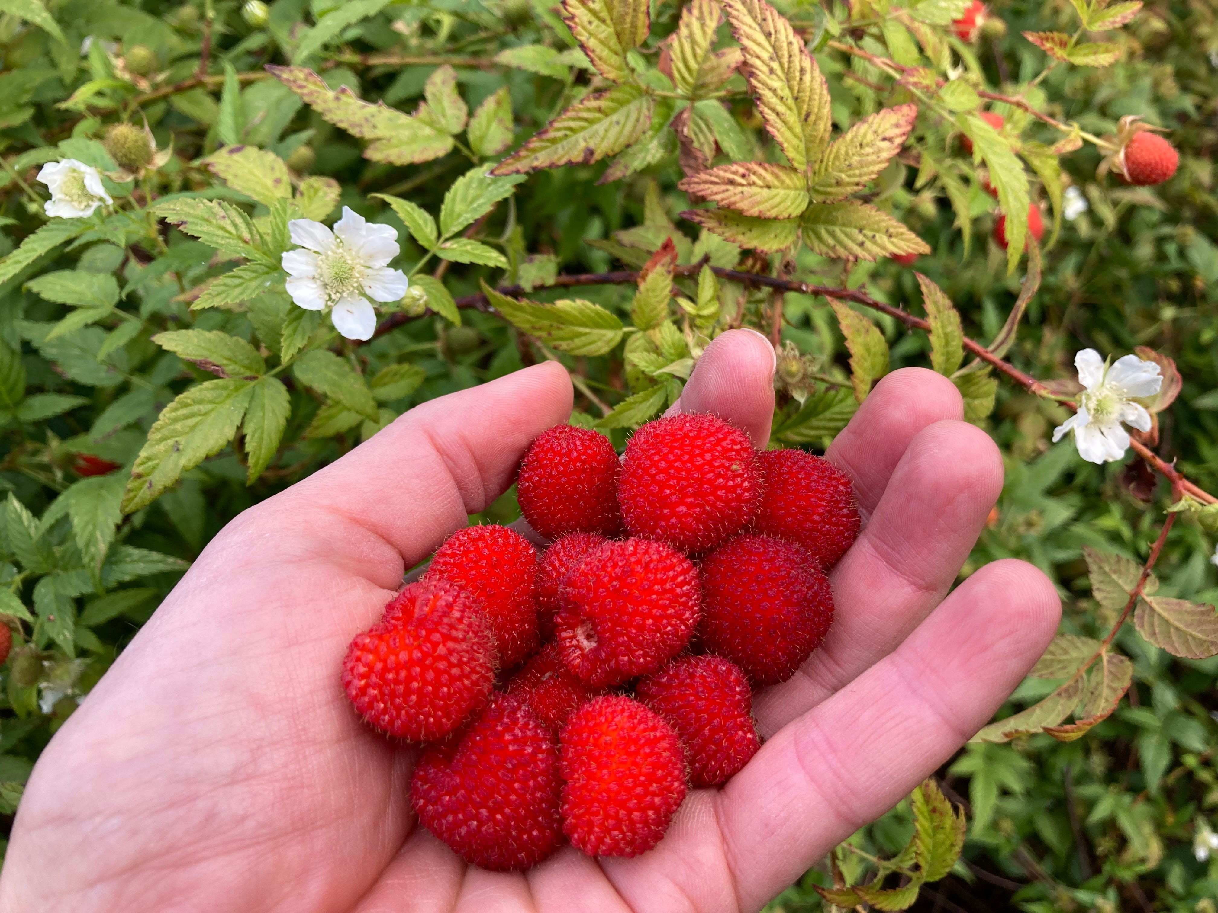 Native raspberry plant identification