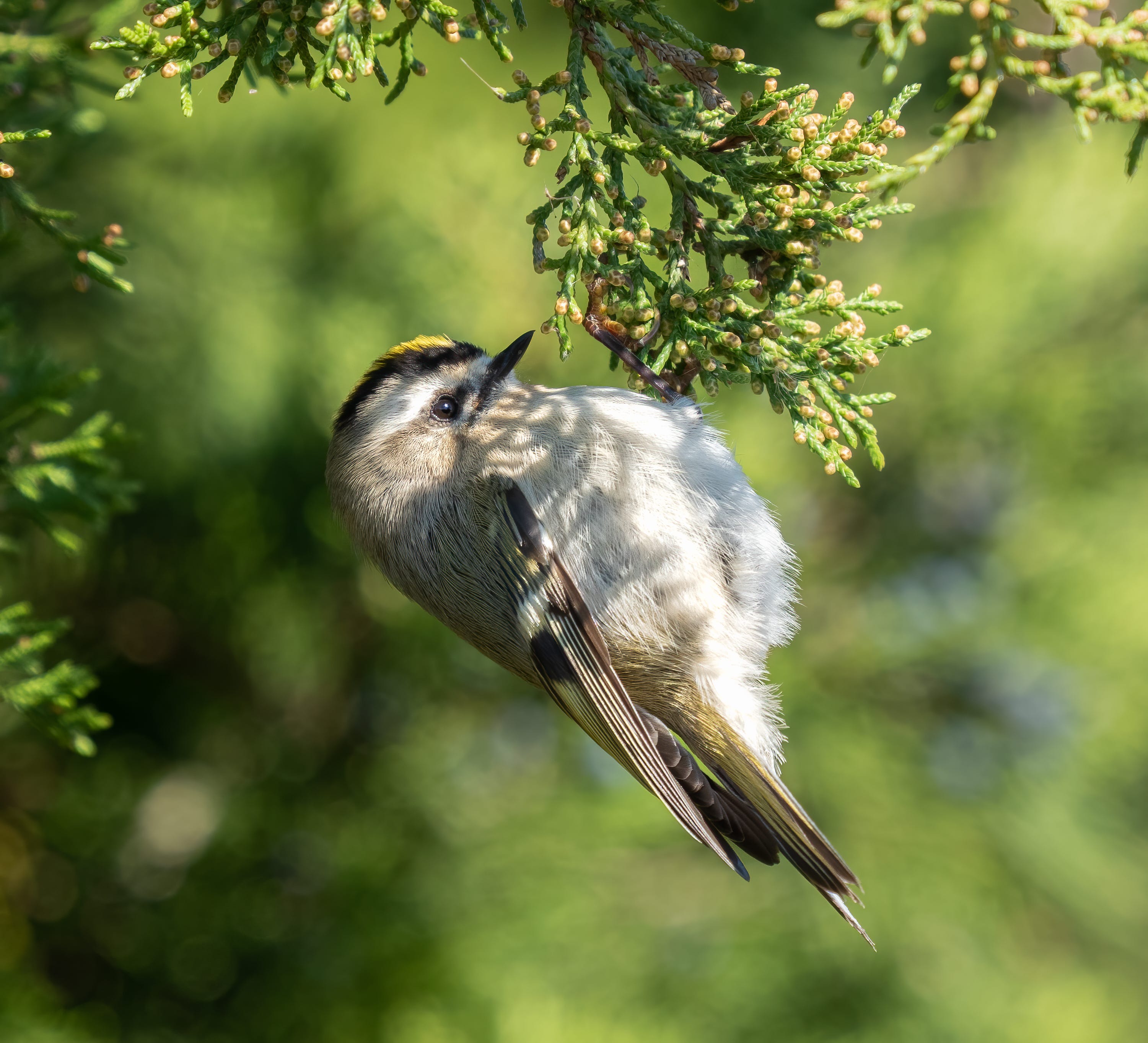 Golden-Crowned Kinglets - by Robert Leonard