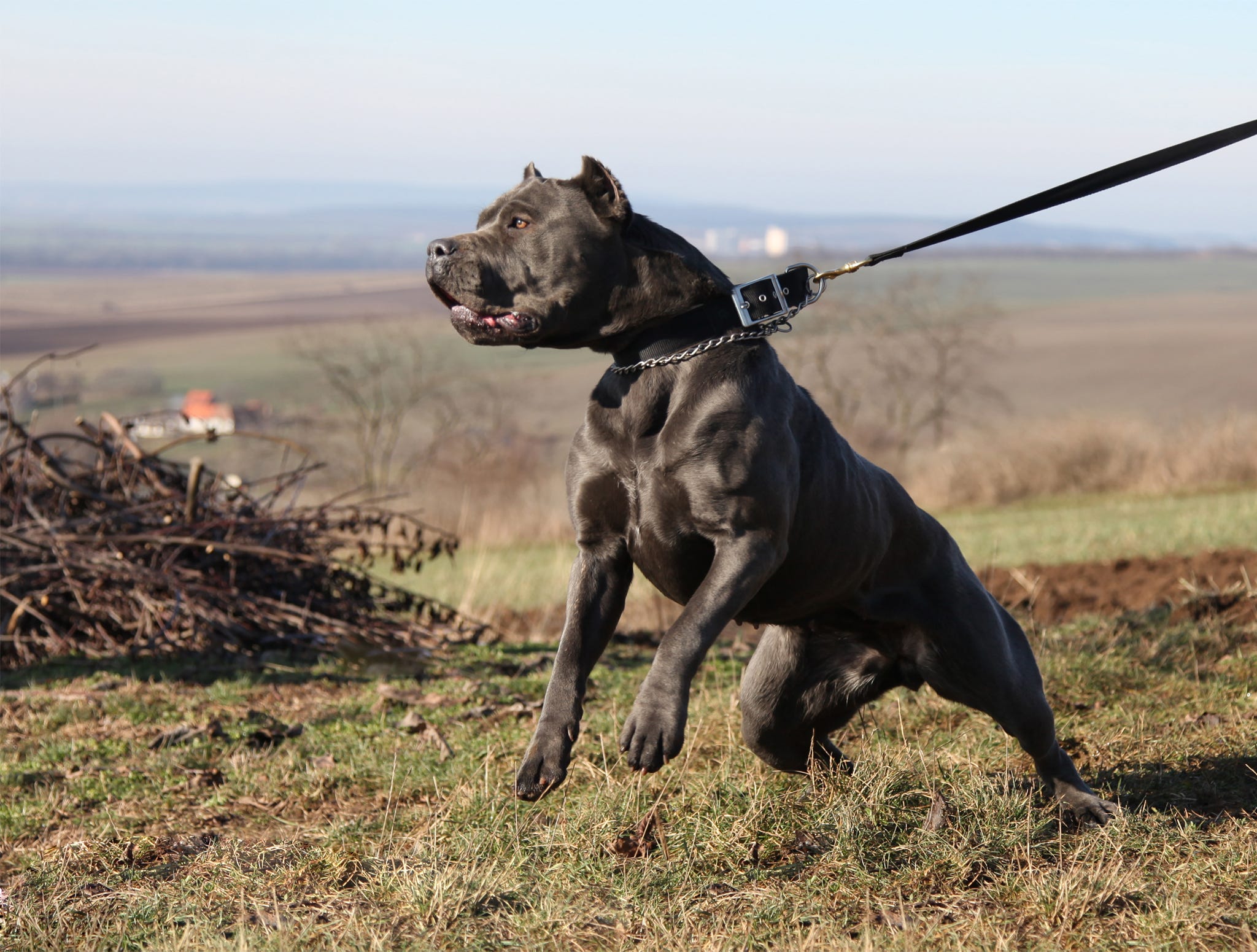 Andante bandog sales