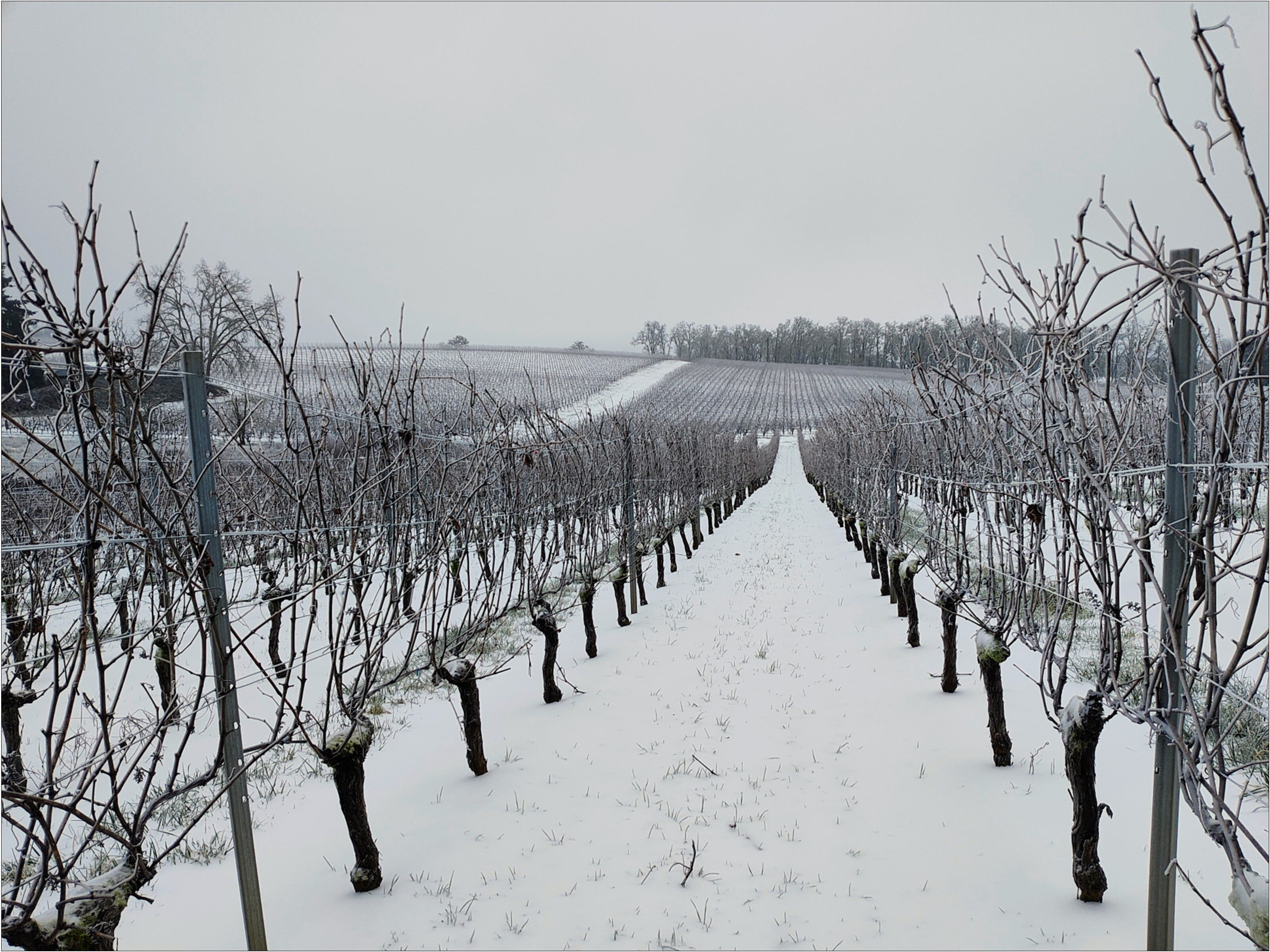 to Willamette Valley Vintage 2024!