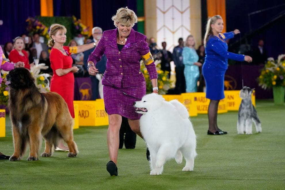 American dog show 2018 sales