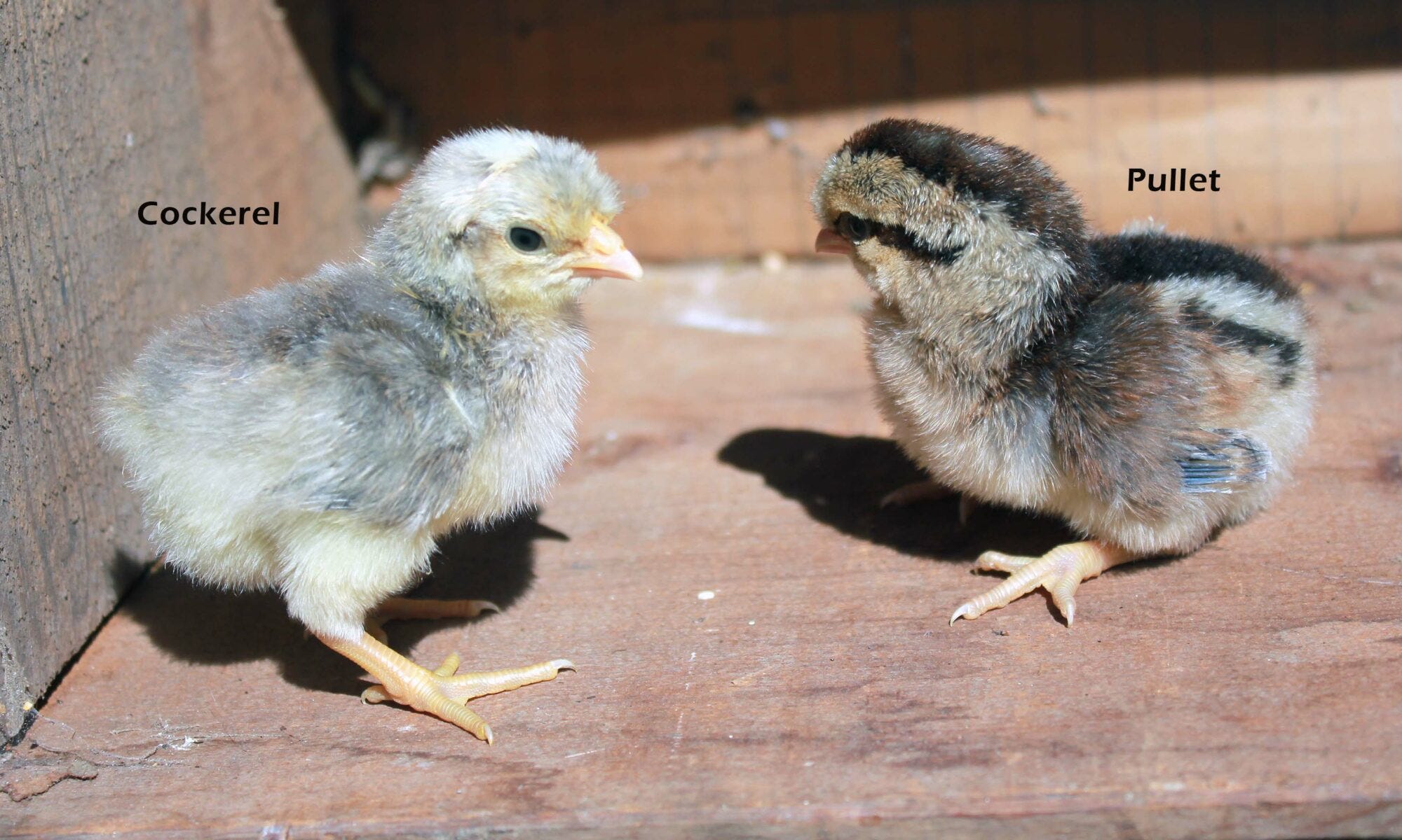 Autosexing poultry breeds by Fiona