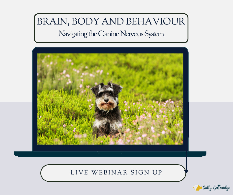 Picture of The Canine Nervous System: Recognising Trauma in Dogs