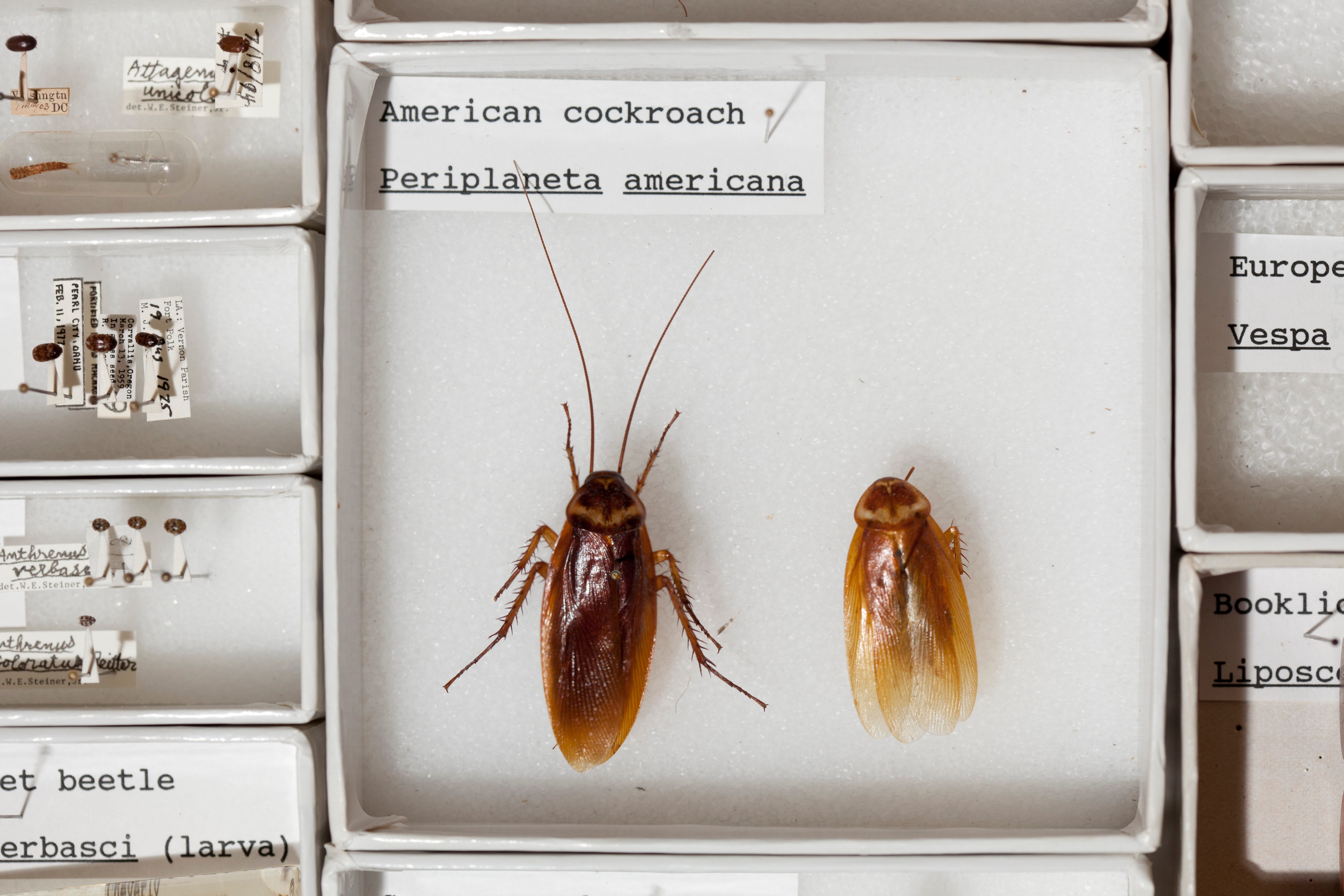Peronists Insect Inside Job: Secret Histories in the National Museum