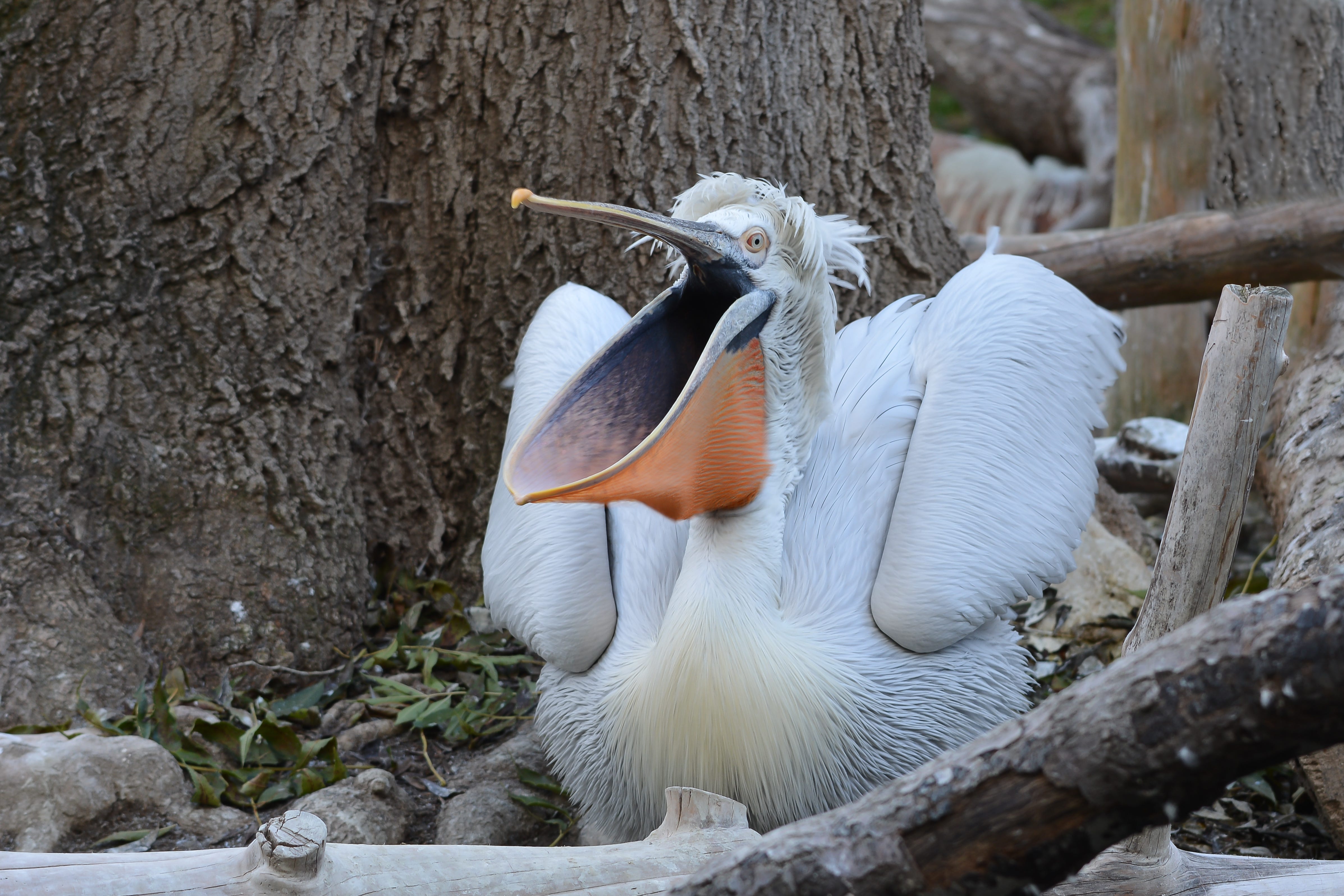 Everything What s Wrong With Pelicans by Daniel Lavery