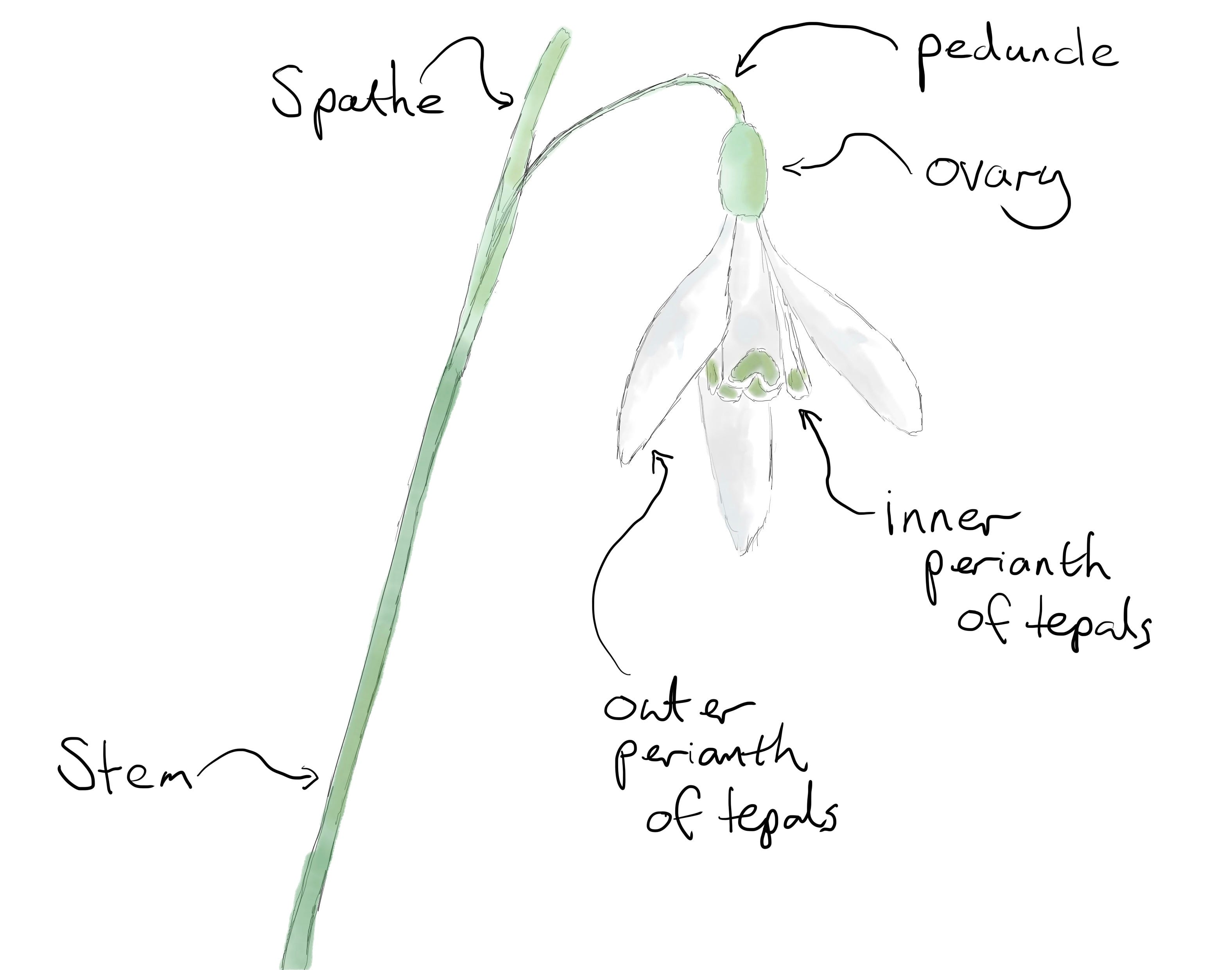 Sepal petal top