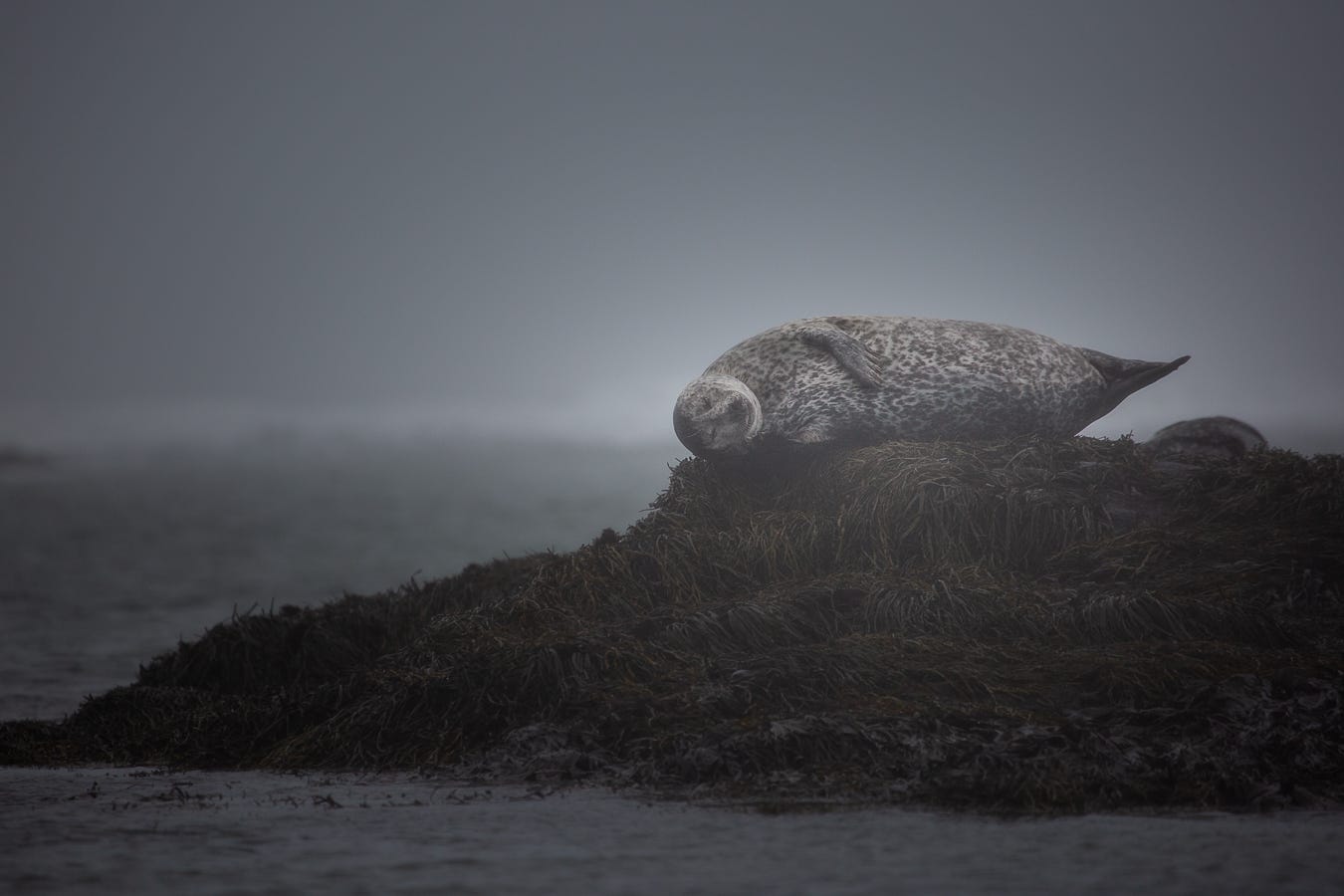 Le compte de la Selkie - by Sandrine Booth
