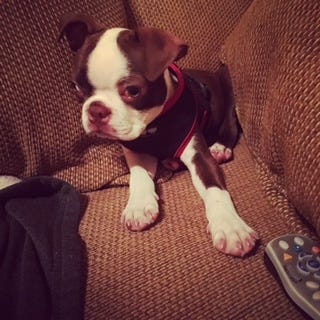 Chocolate boston top terrier puppies