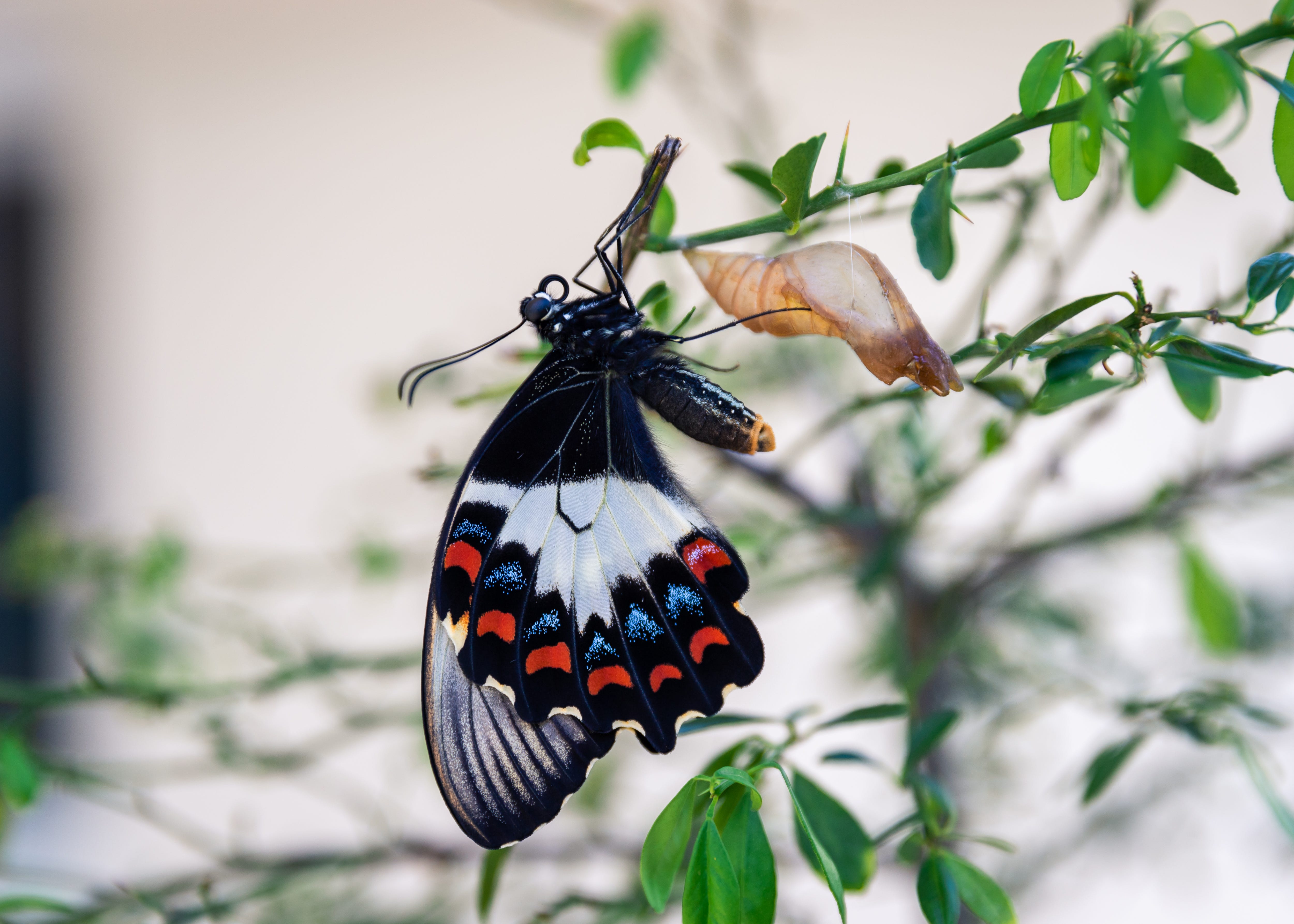 ac68005a-d291-4720-8778-