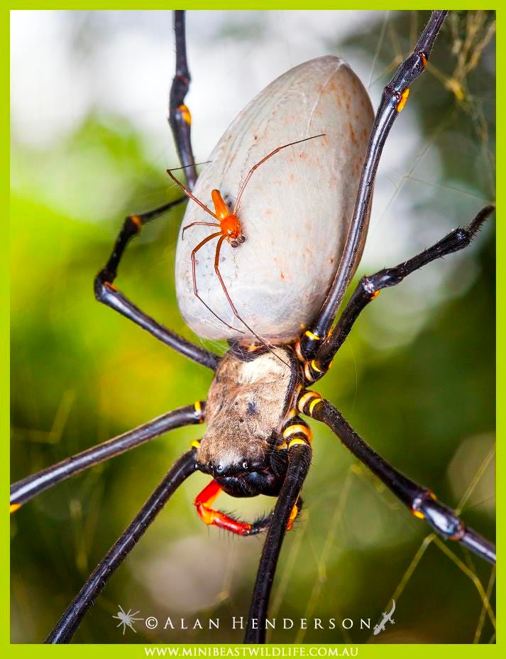 Паук Nephila Maculata