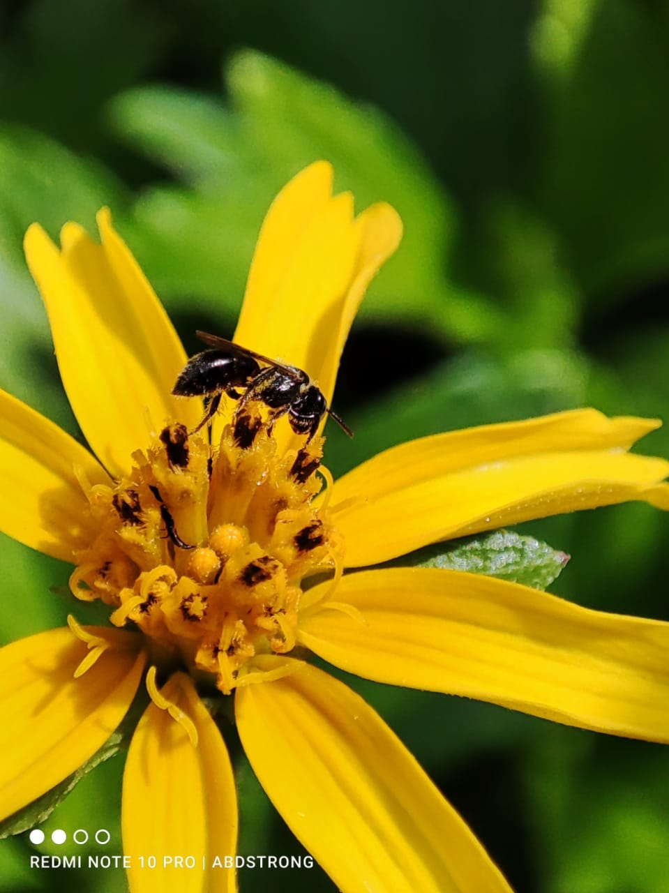 Macro Photography by Shutter Junkies SJ’s Newsletter