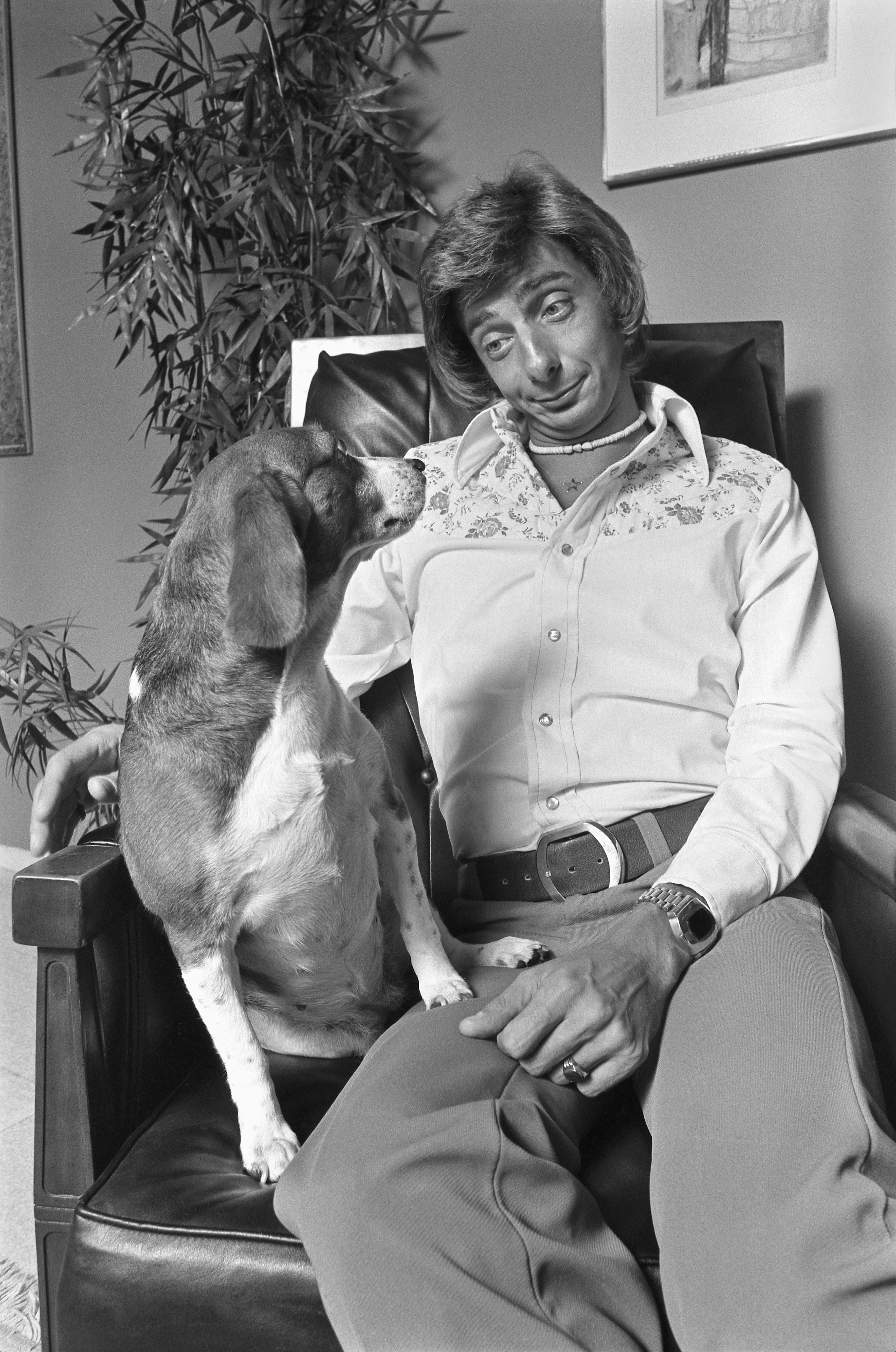 Barry manilow beagle cheap