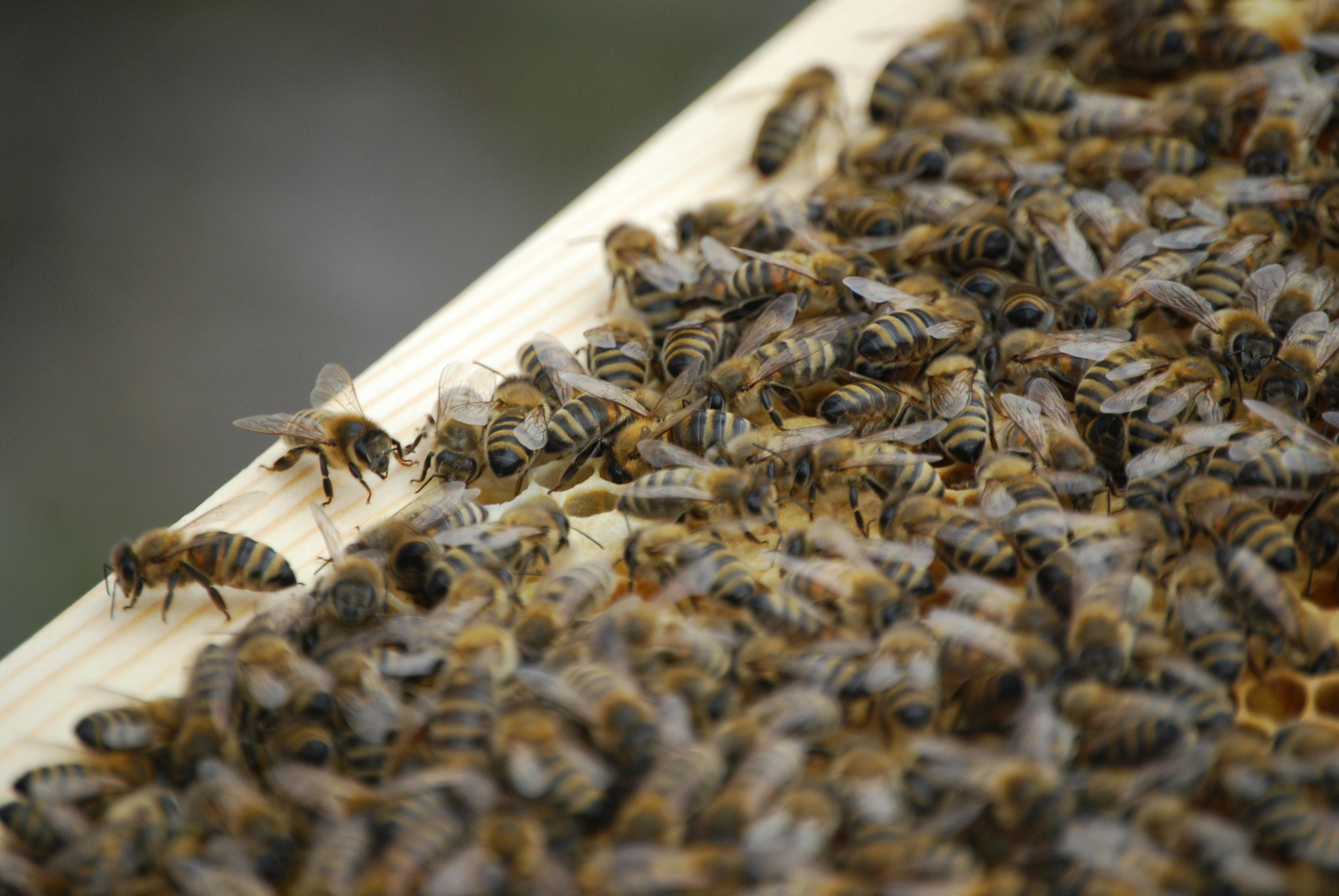 What makes “genetic diversity” the key to healthy honeybee populations?