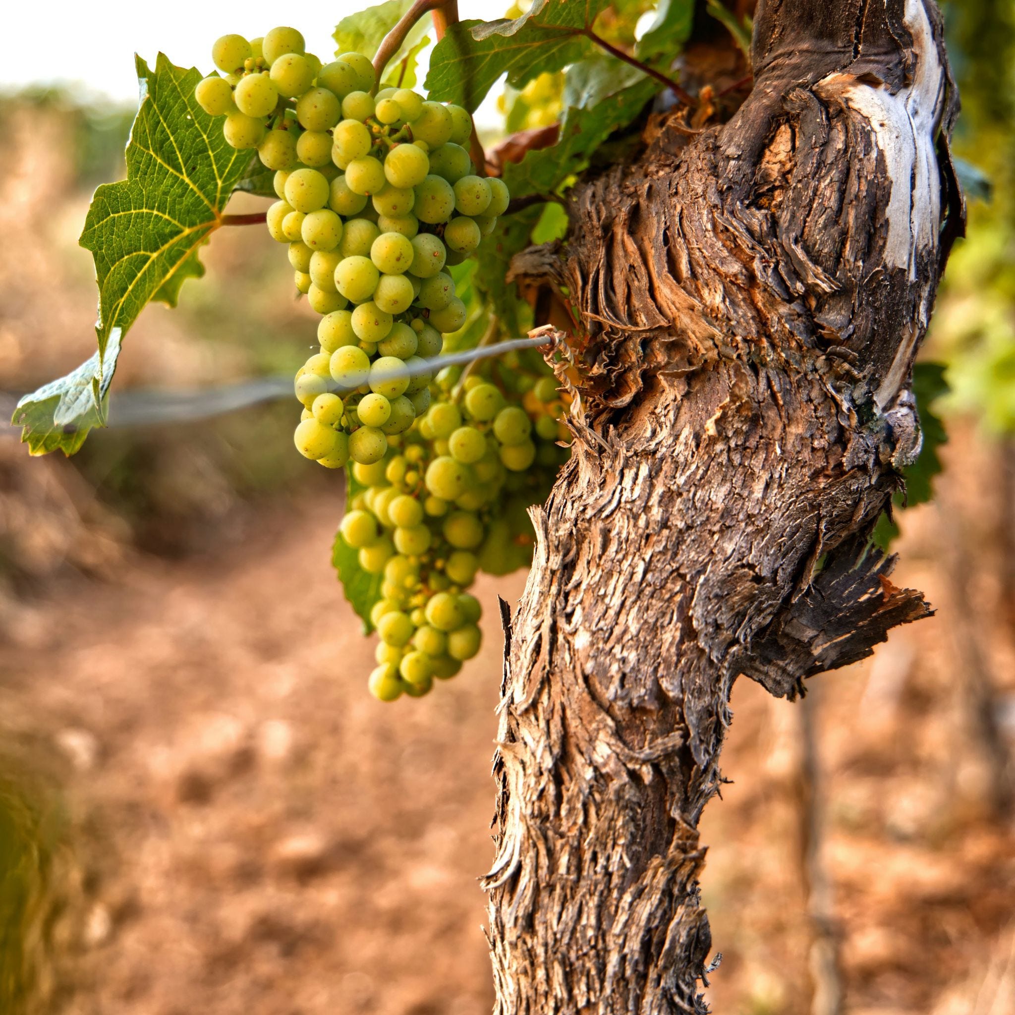 Old vines shop