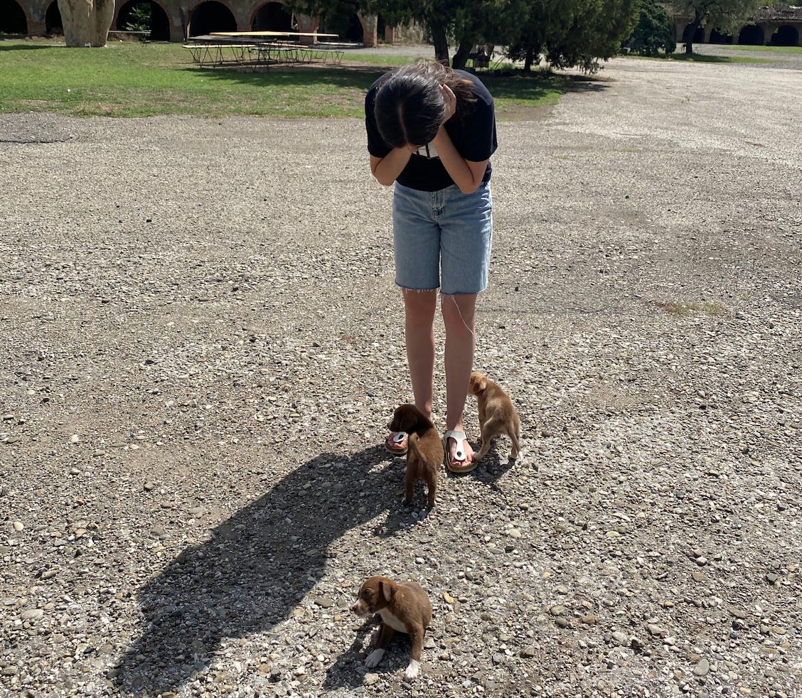 tracking-lit-mag-reading-periods-is-nightmare-fuel-but-puppies