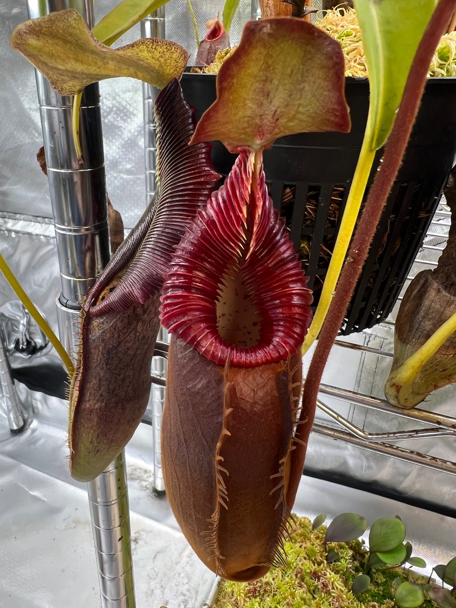 SPECIES PROFILE: NEPENTHES DIATAS - by Alvin Liu