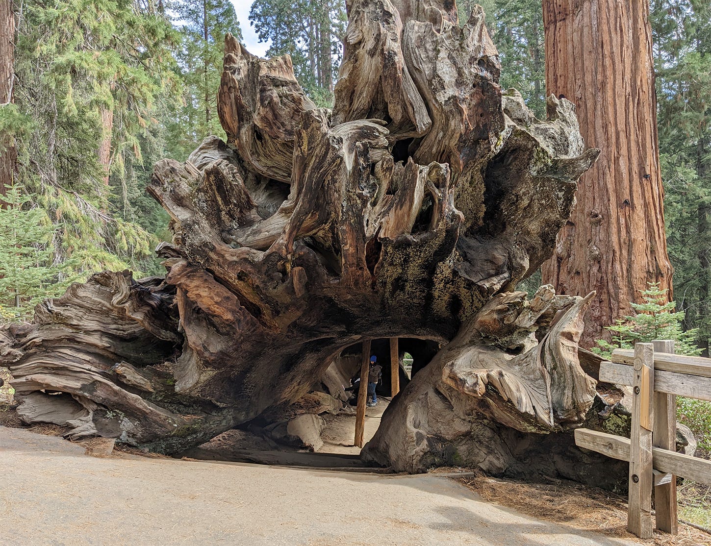 Amazon hotsell sac sequoia