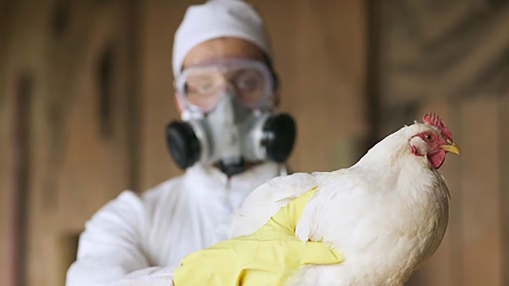 War on poultry - Scientific Progress