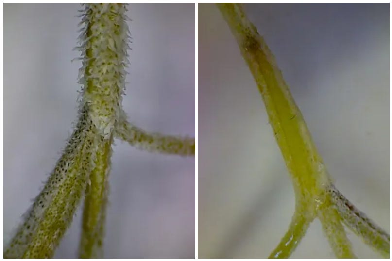 Is Spanish Moss harmful to trees? by Heather Wall